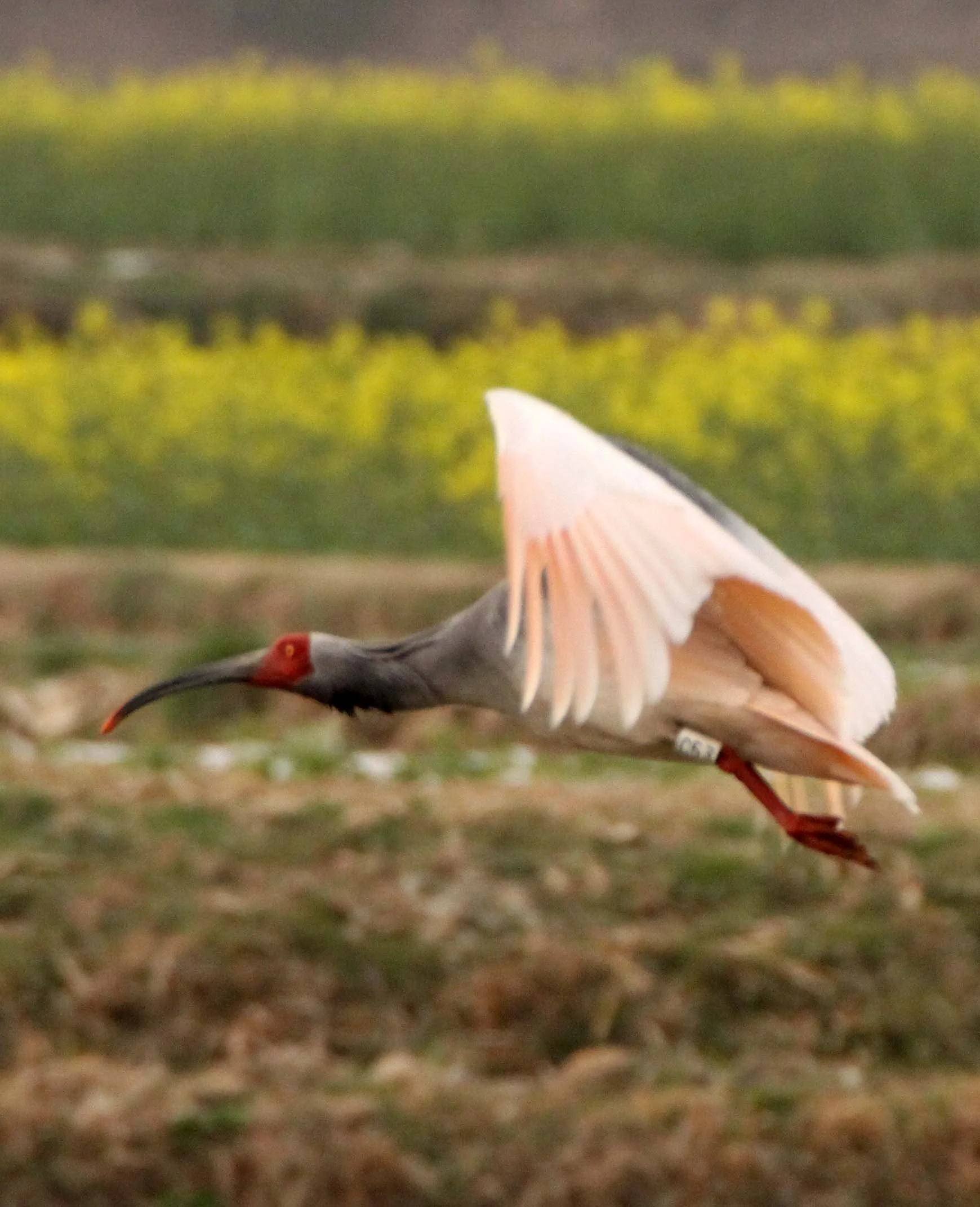 IBIS - CRESTED IBIS - Nipponia nippon - YANG COUNTY SHAANXI PROVINCE CHINA (52).JPG