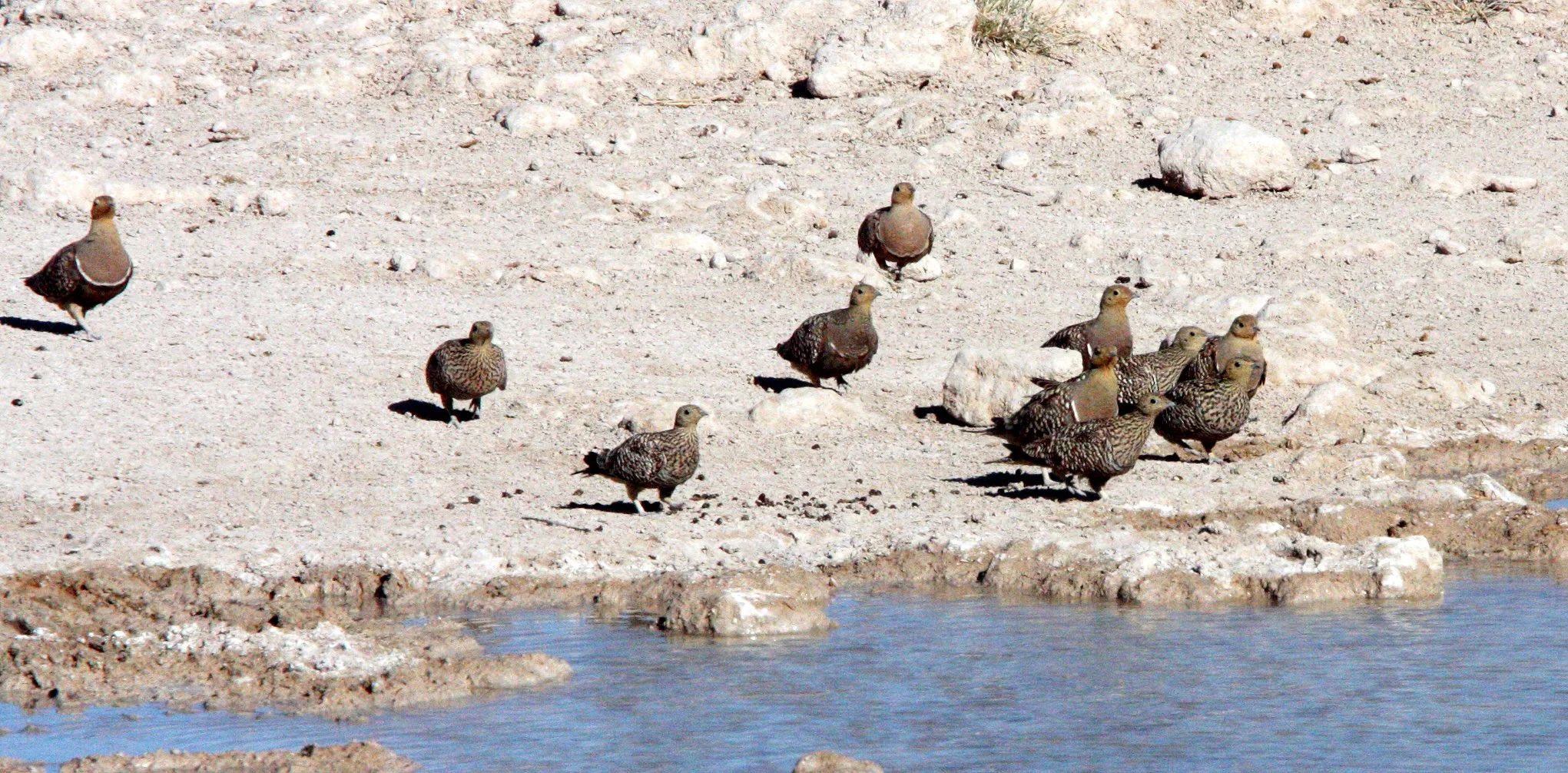 Namaqua Sandgrouse (Pterocles namaqua) Etosha NP Namibia (9).JPG