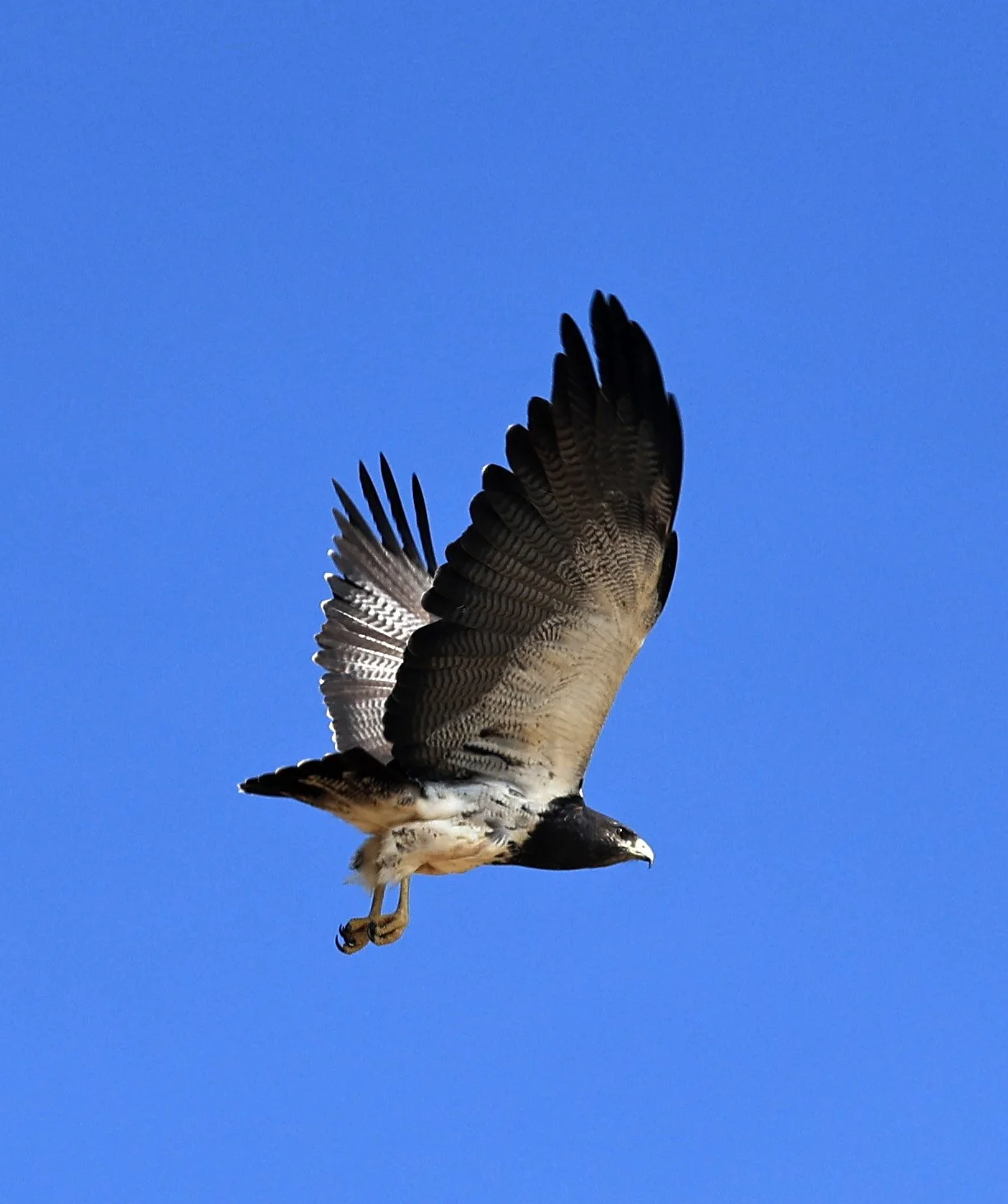 Black-chested buzzard-eagle (Geranoaetus melanoleucus) Chaco Lodge & Laguna Salada Paraguay (24).jpg