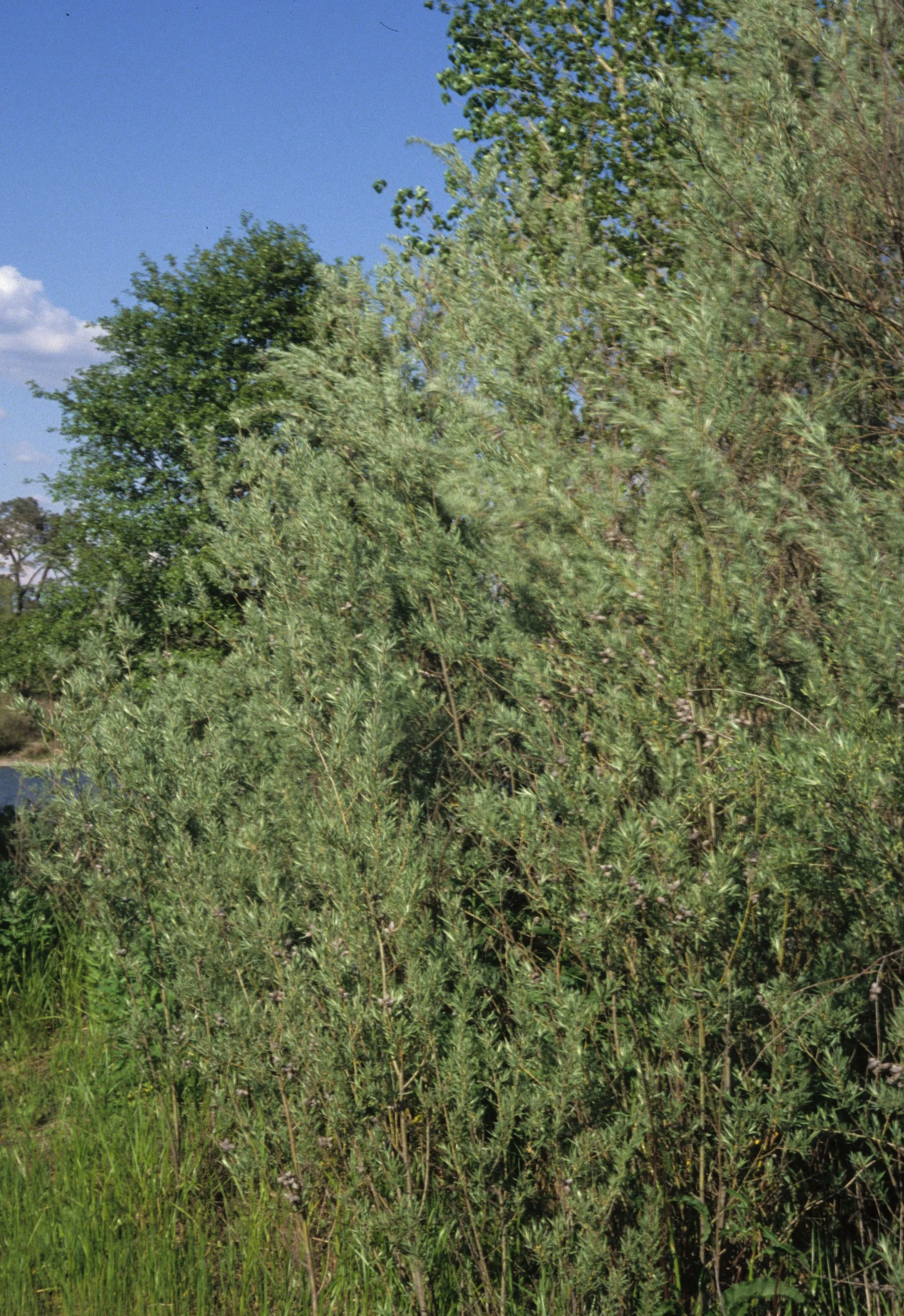 AMERICAN RIVER - SALIX SPECIES B.jpg