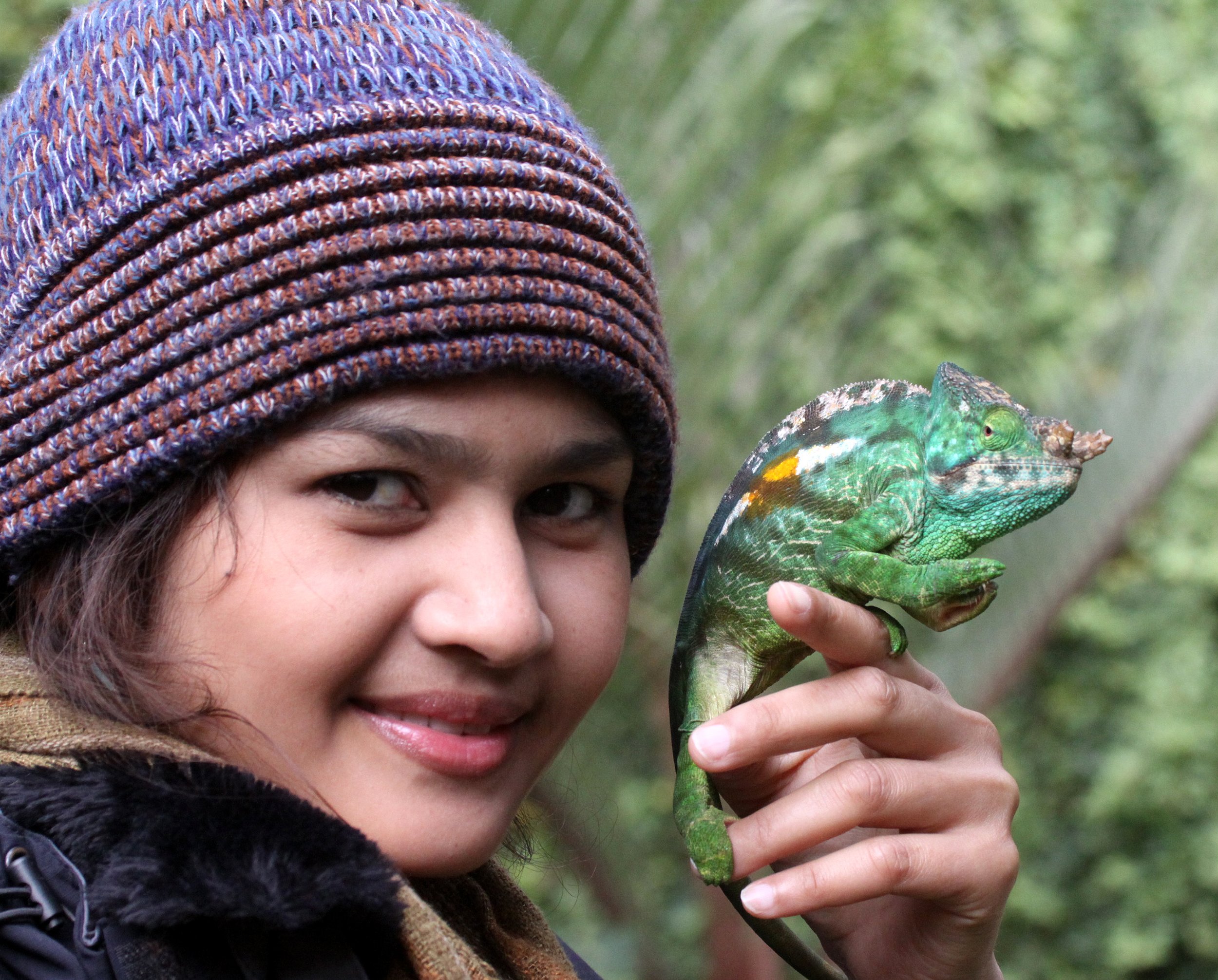 Calumma parsonii - PARSON'S CHAMELEON - MANTADIA NATIONAL PARK MADAGASCAR (33).JPG