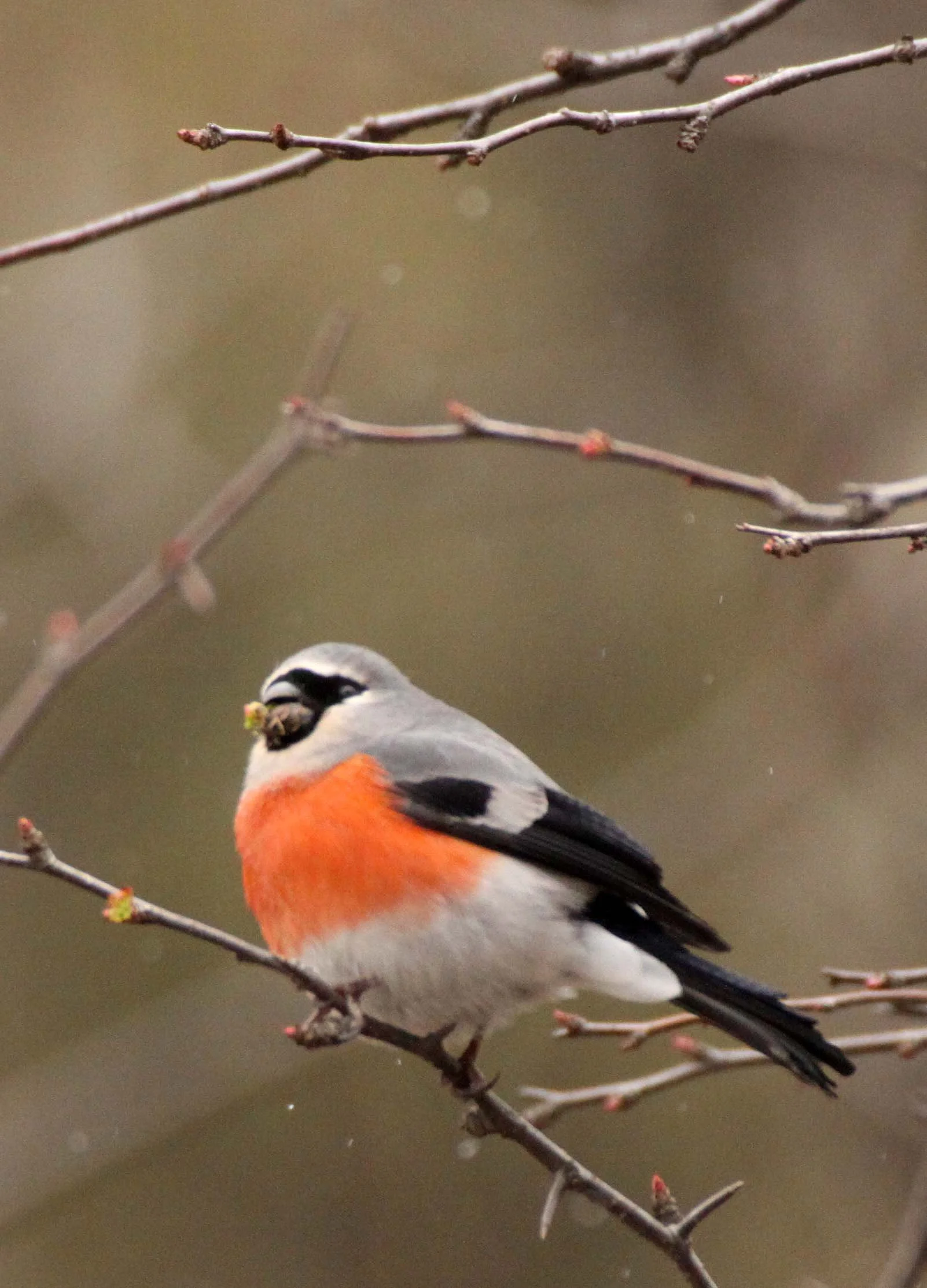 Grey-headed Bullfinch (Pyrrhula erythaca) foping Nature Reserve, Shaanxi China (15).JPG