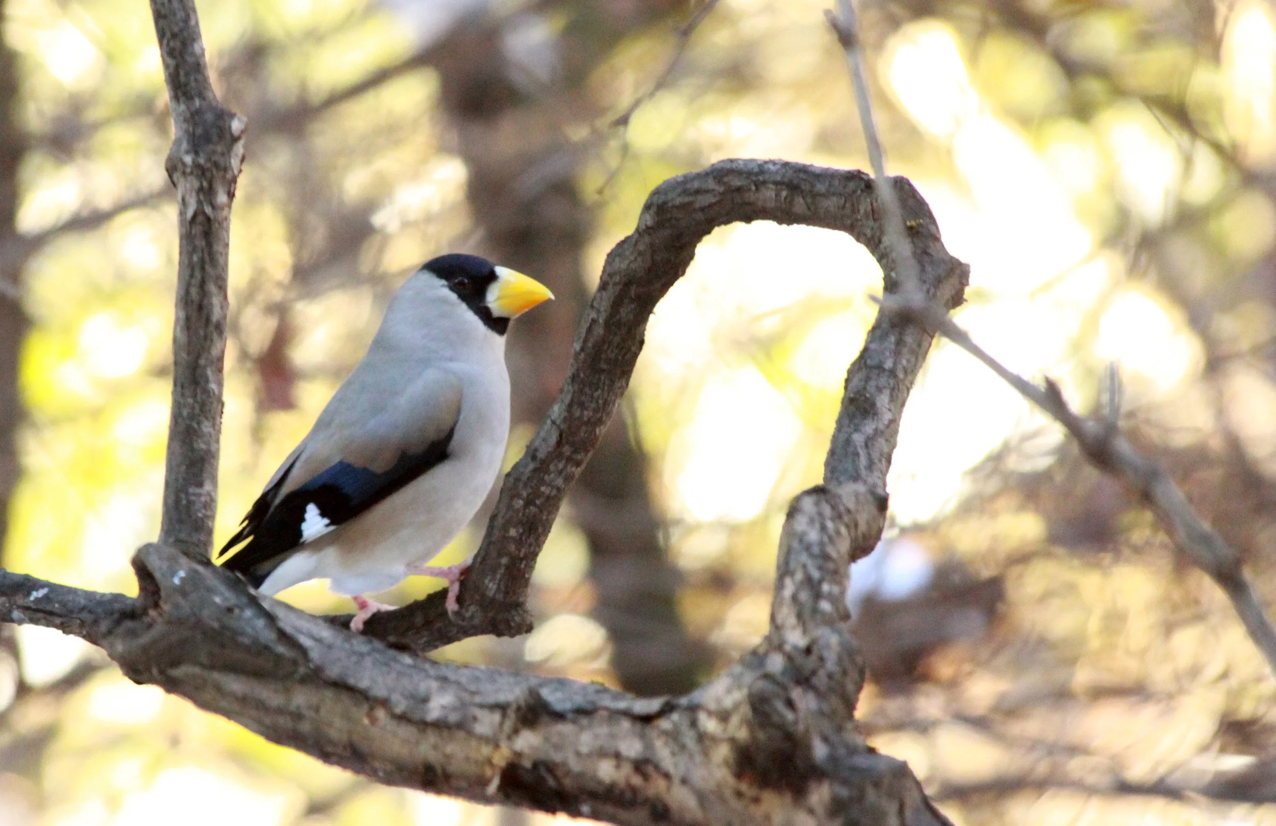 Japanese Grosbeak (Eophona personata) Shiobutsu Onsen, Karuizawa Japan (7).JPG
