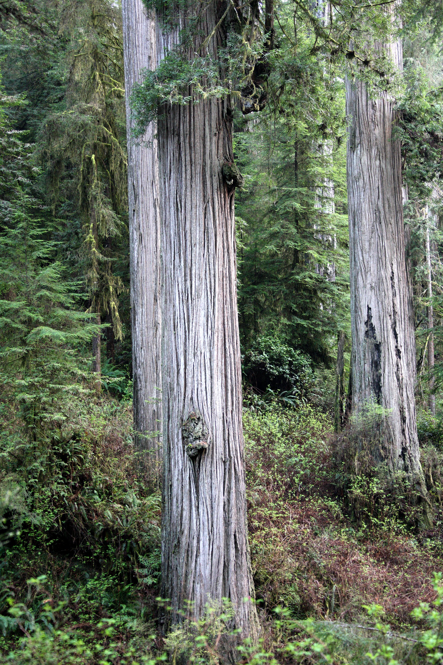 JEDIDIAH SMITH REDWOODS STATE PARK CALIFORNIA (35).JPG