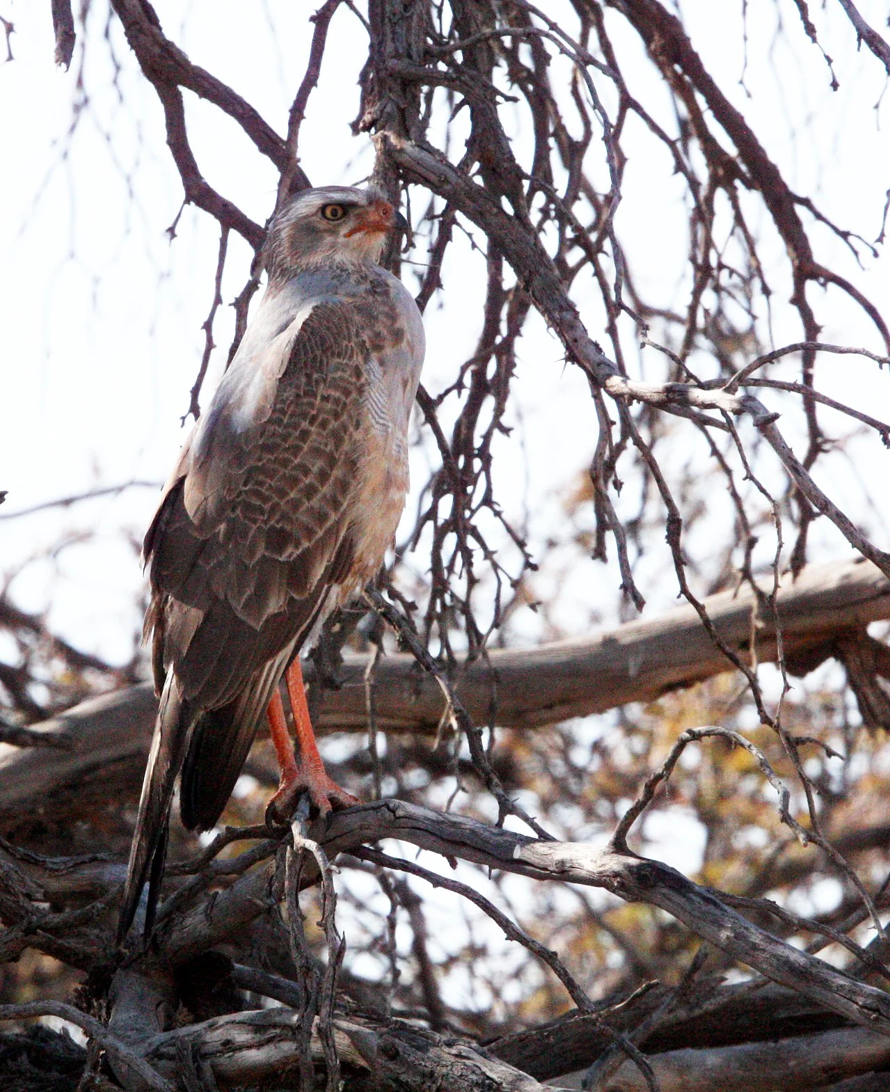 Melierax canorus - SOUTHERN PALE CHANTING GOSHAWK -  IMMATURE - KGALAGADI NATIONAL PARK RSA (4).JPG