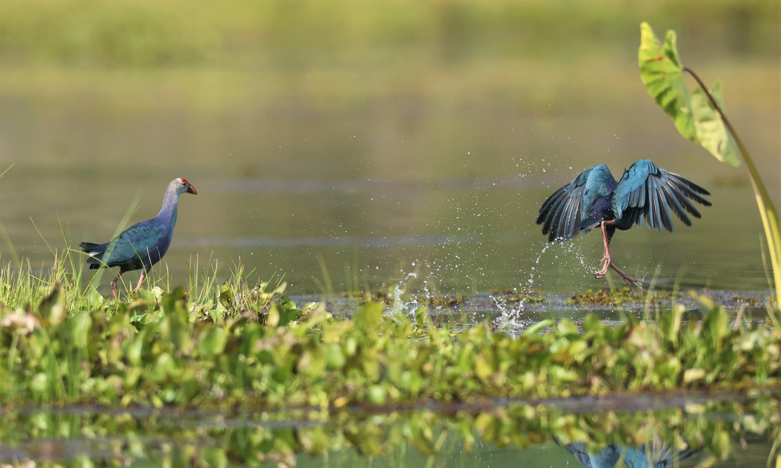 Purple Swamphen (Porphyrio porphyrio) Chiang Saen Lake Chiang Rai (9).JPG