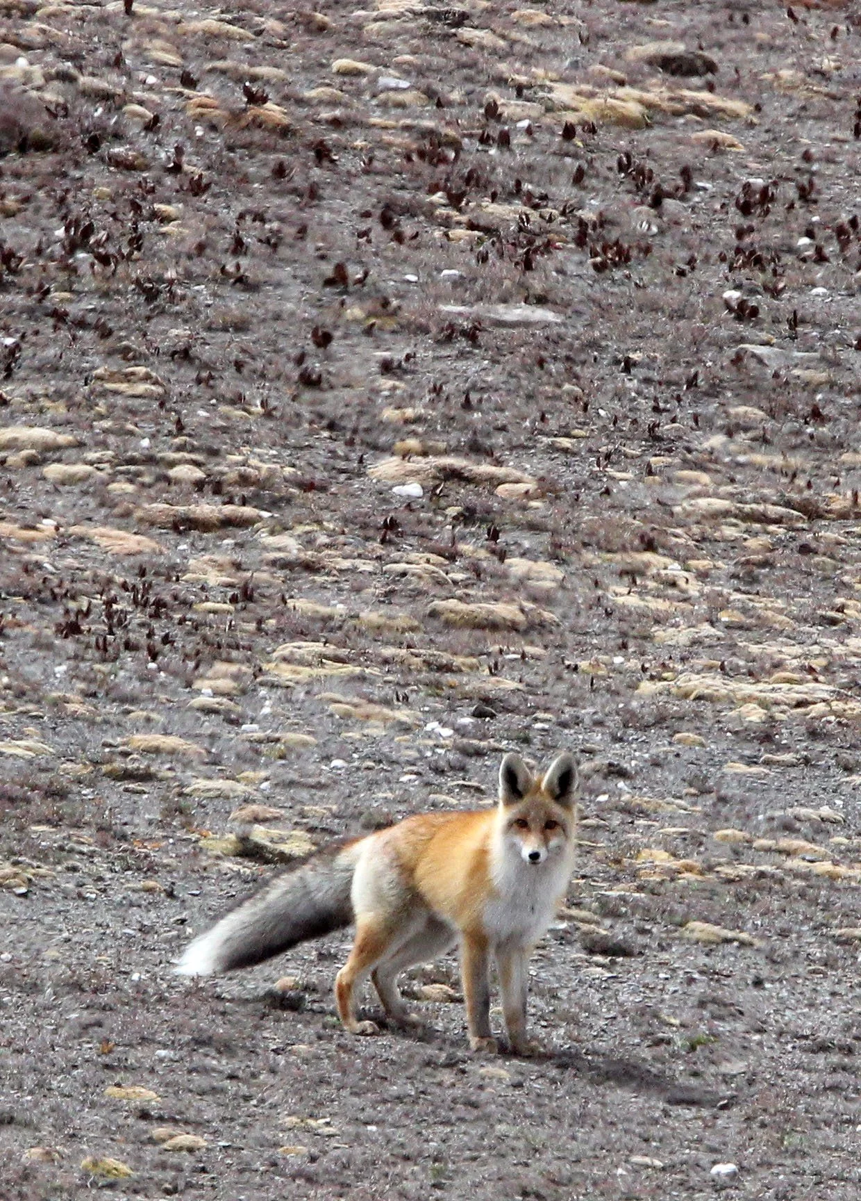 FOX - Vulpes vulpes montana - TIBETAN RED FOX - KEKEXILI NATIONAL RESERVE - QINGHAI PROVINCE - WEST OF QUMALAI (42).jpg