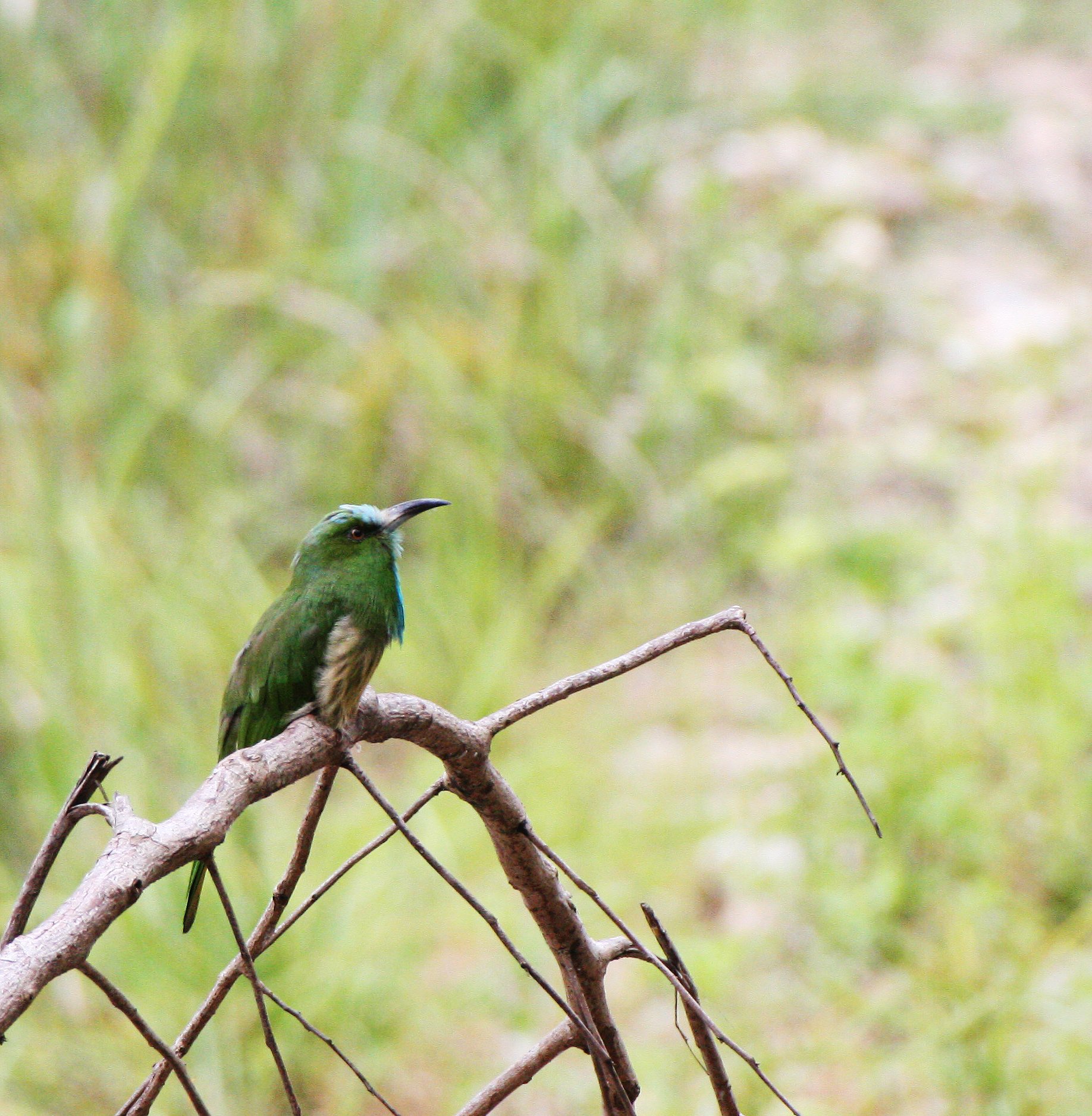 BEE-EATER - BLUE-BEARDED BEE-EATER - Nyctyornis amictus - HUAI KHA KHAENG THAILAND (11).JPG