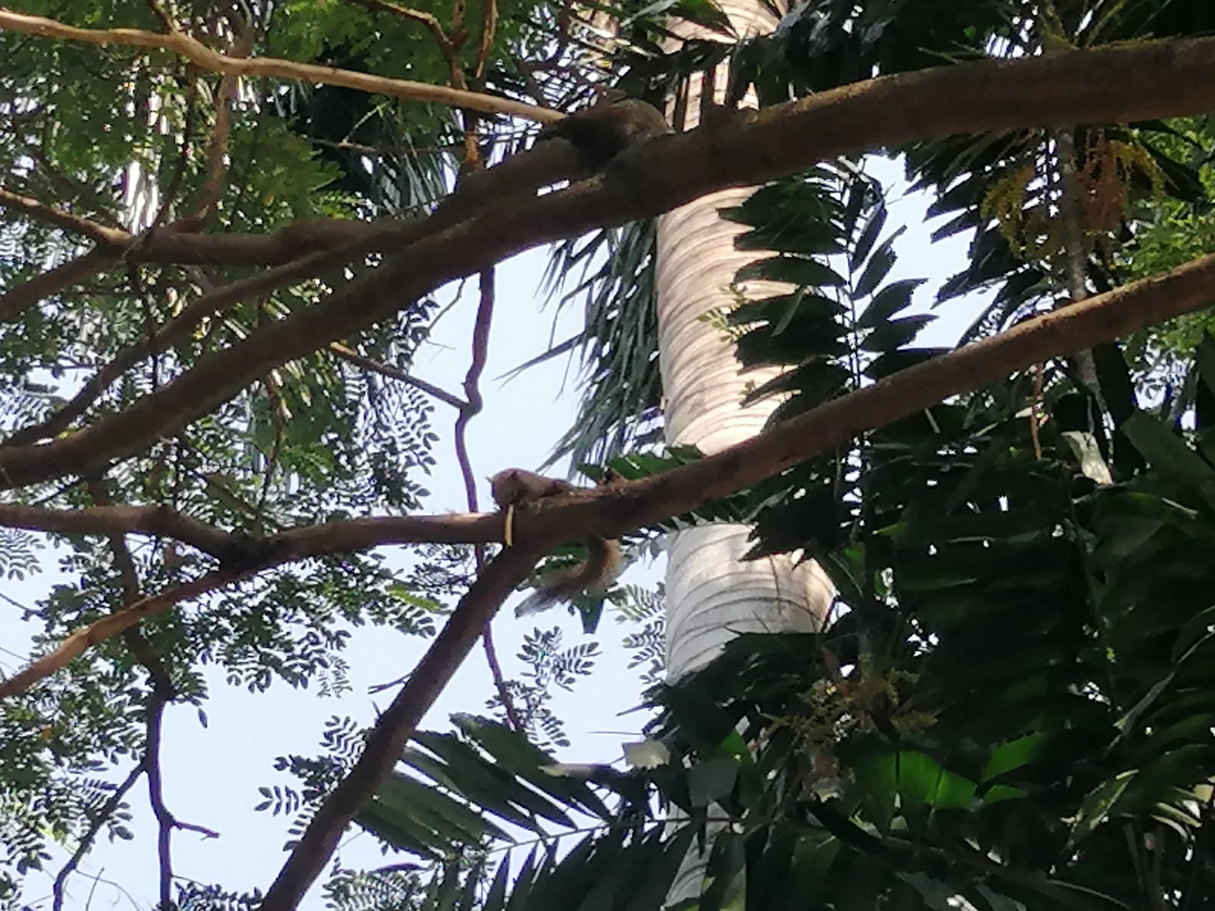 2019 Nakhon Pathom Trip Temples with Cokie (16).jpg