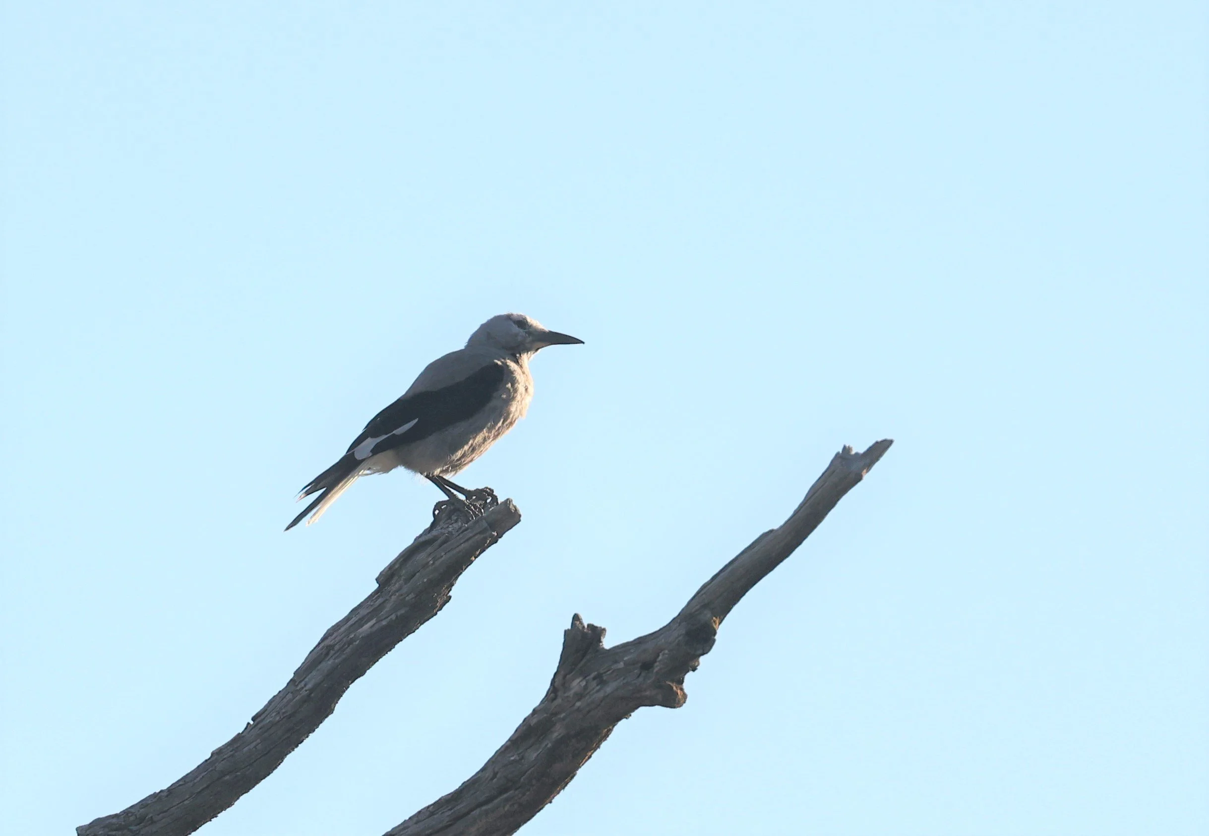 Nucifraga columbiana - CLARK'S NUTCRACKER - CRATERS OF THE MOON NATIONAL PARK IDAHO 2022 (1).jpg