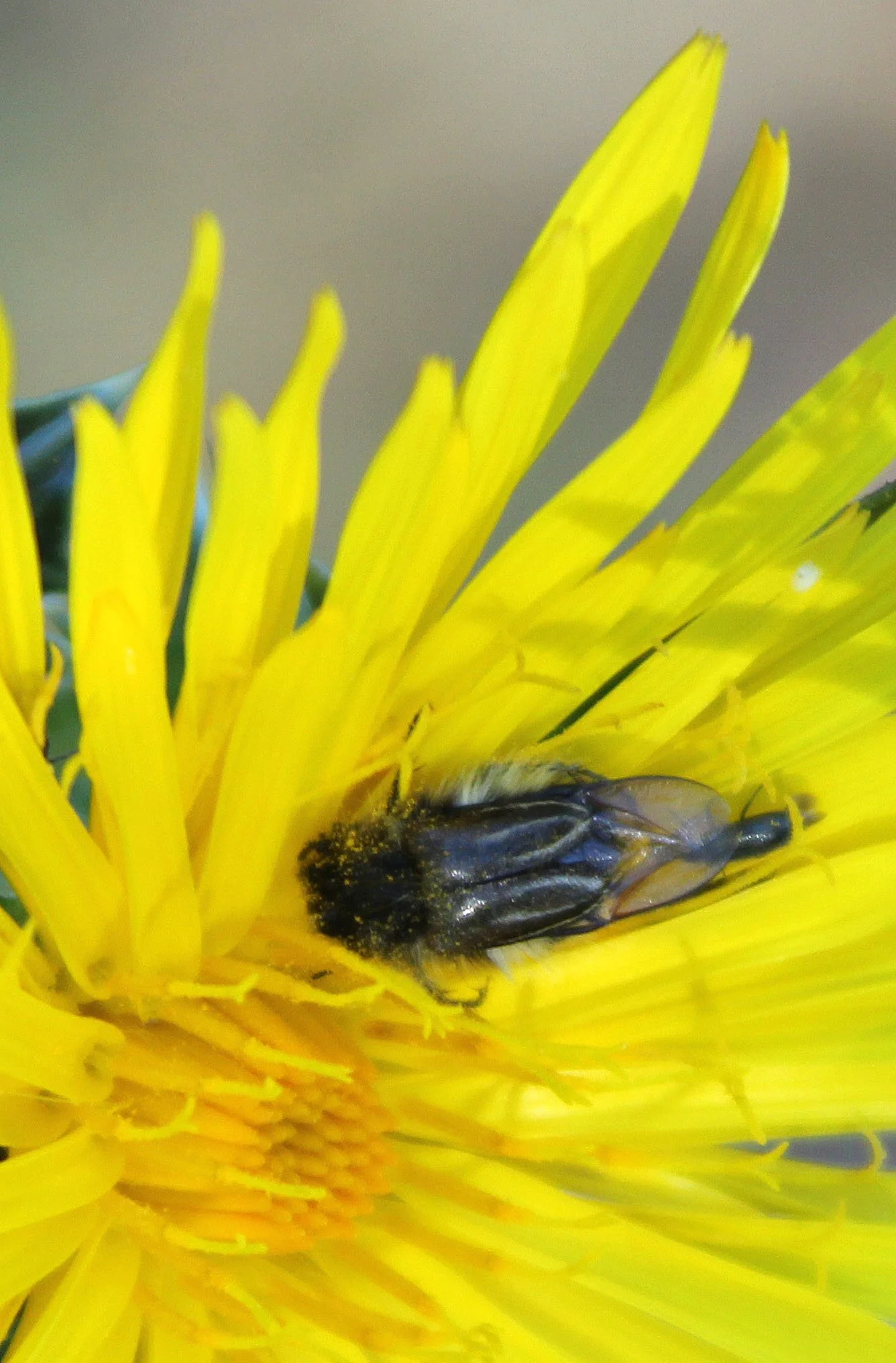 Trichius species 1- - Feija NP, Tunisia 