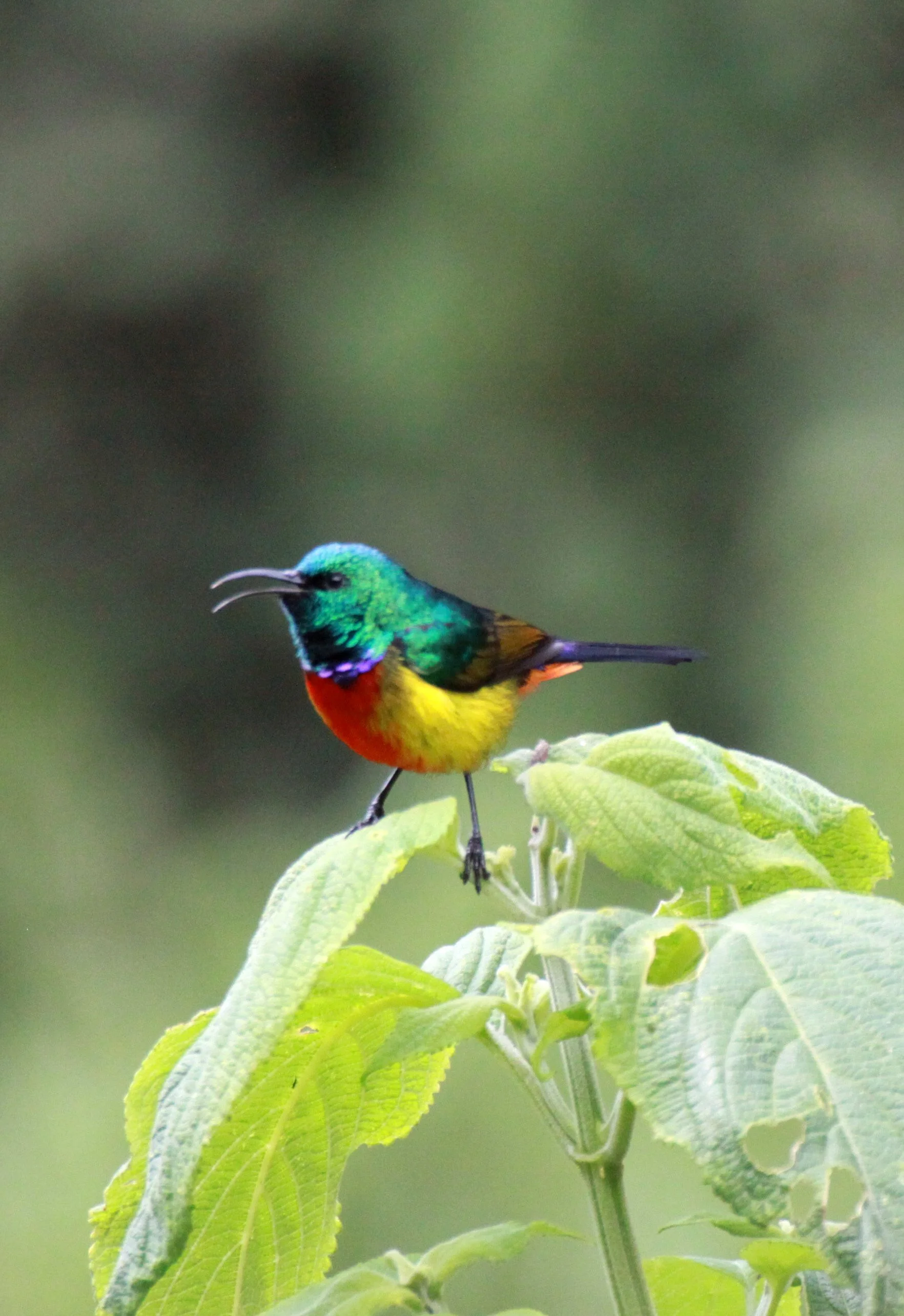 Regal Sunbird (Cinnyris regius) - RWENZORI NATIONAL PARK UGANDA (16).JPG