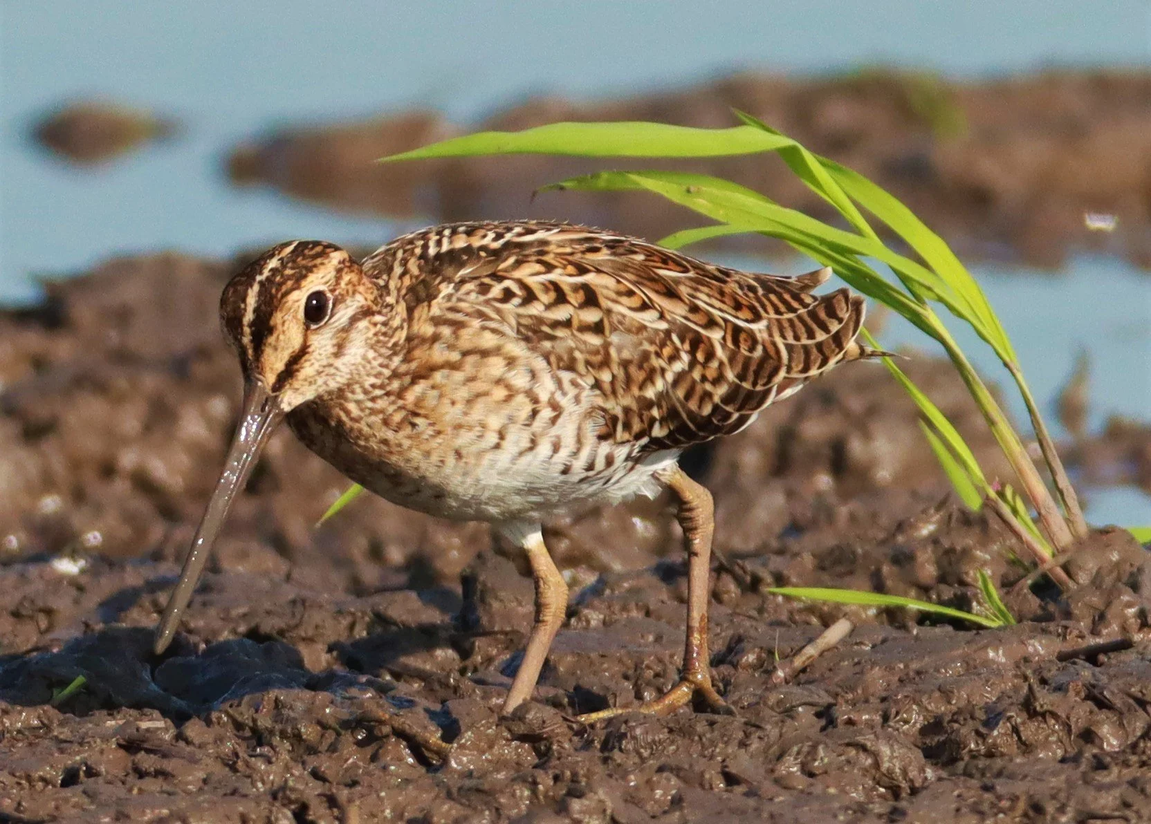 SNIPE - PINTAIL SNIPE - Gallinago stenura - PATHUM THANI RICE RESEARCH CENTER AUGUST 24 2021 (222).jpg