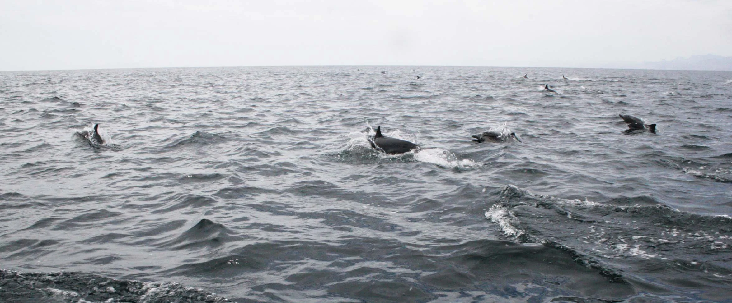 Tursiops truncatus - COMMON BOTTLENOSE DOLPHIN - SAN IGNACIO LAGOON BAJA MEXICO (3).JPG
