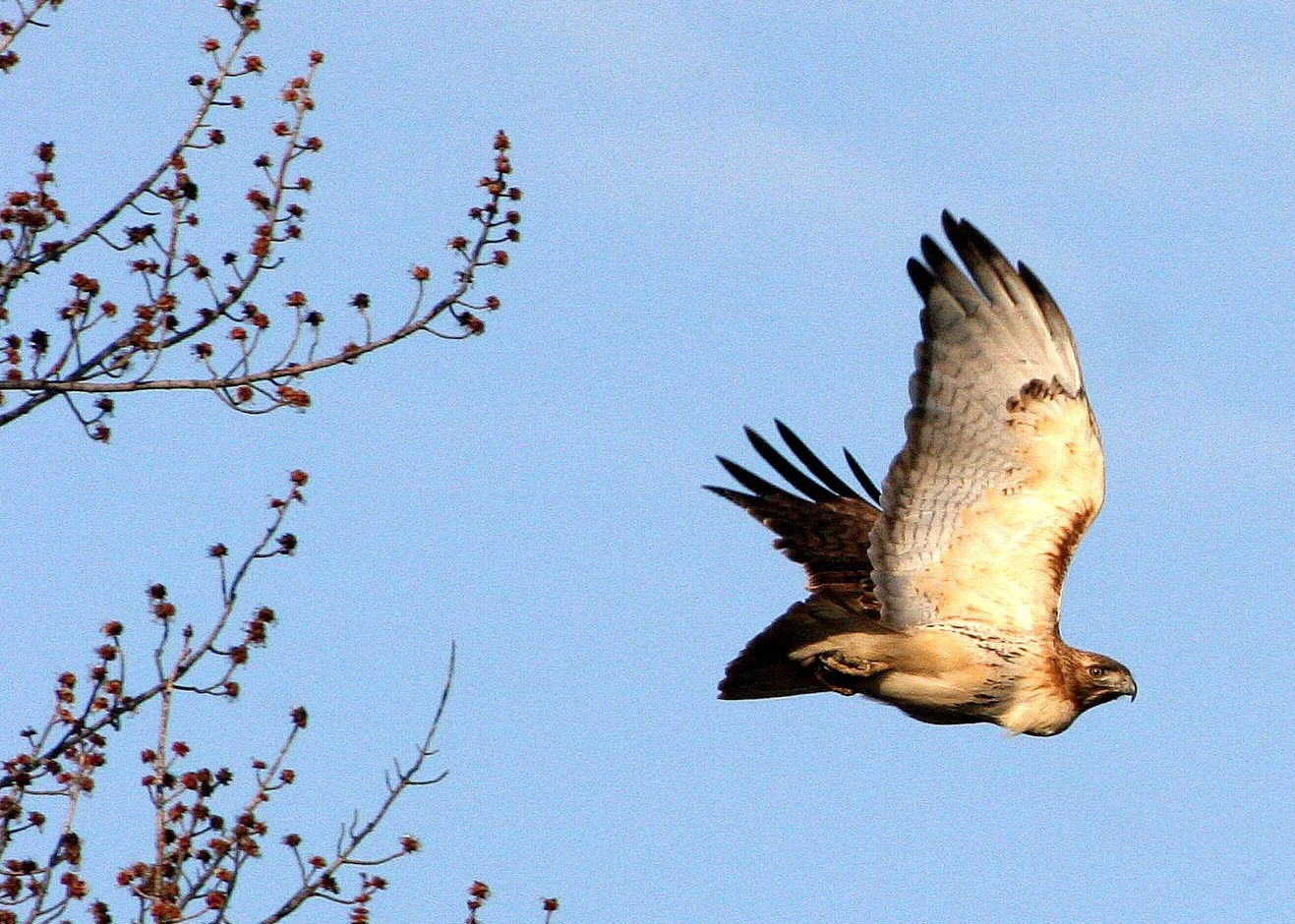 Buteo jamaicensis - RED-TAILED HAWK - DANADA FOREST PRESERVE ILLINOIS (5).JPG