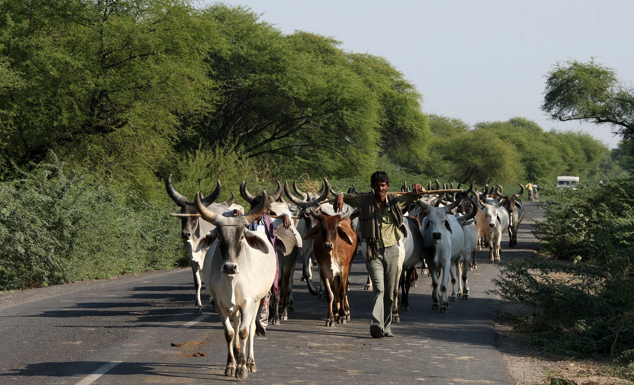 GUJARAT - KUTCH - LITTLE RANN OF KUTCH INDIA (17).JPG