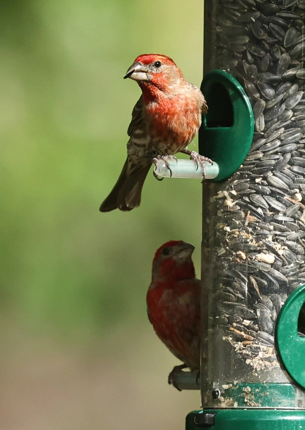House Finch (Haemorhous mexicanus) Cave Creek Arizona (22).jpg