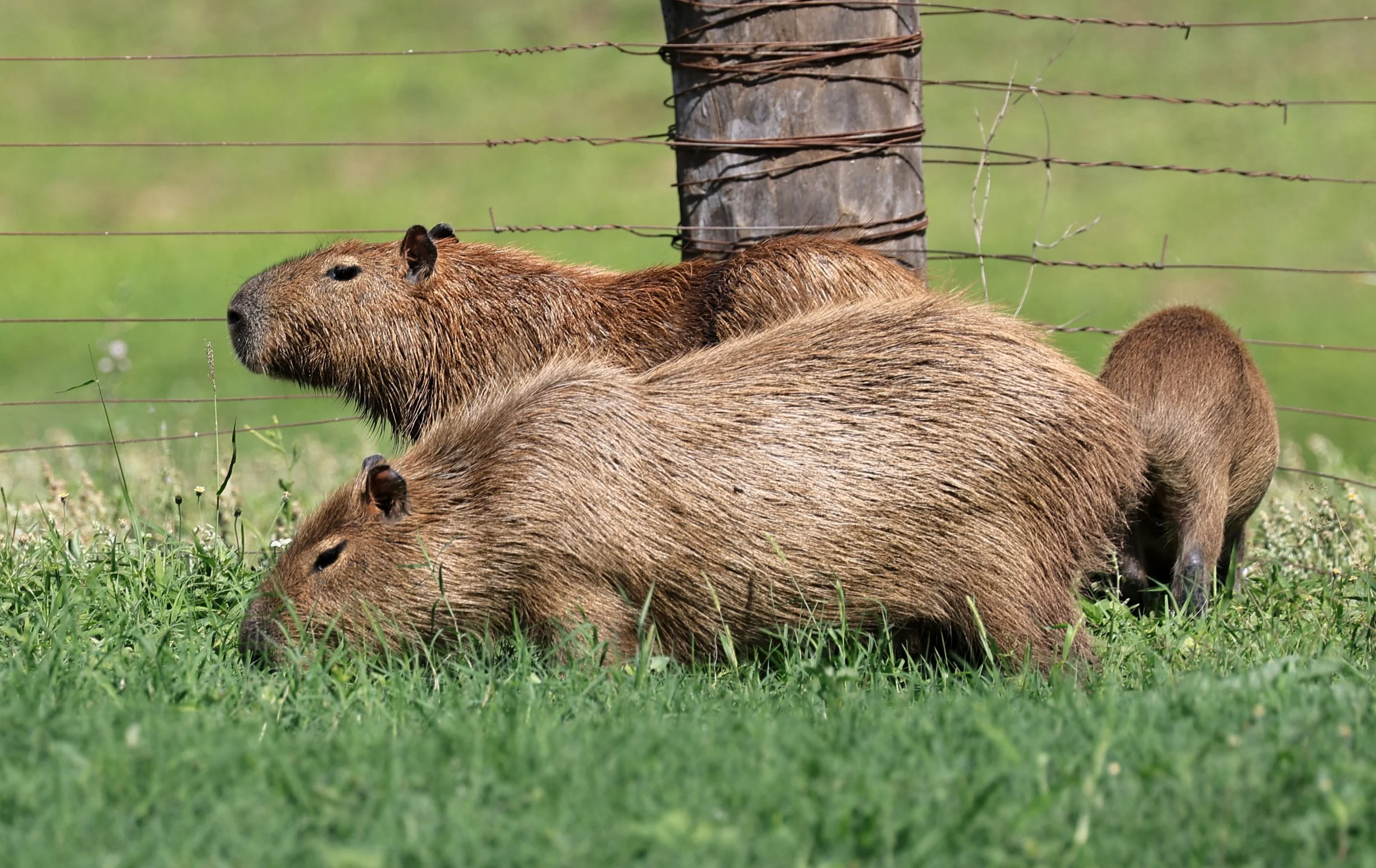 Capybara (Hydrochoerus hydrochaeris) Loma Plata Paraguay - Brunnen Strasse (28).jpg
