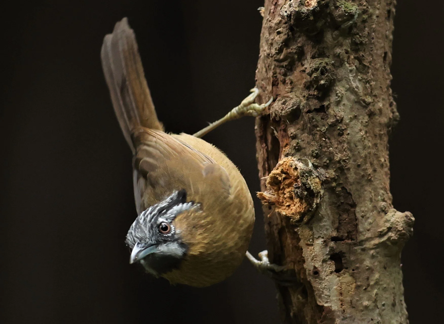 BABBLER - GREY-THROATED BABBLER - Stachyris nigriceps - DOI INTHANON NP CHIANG MAI, DEC 2021 (29).JPG