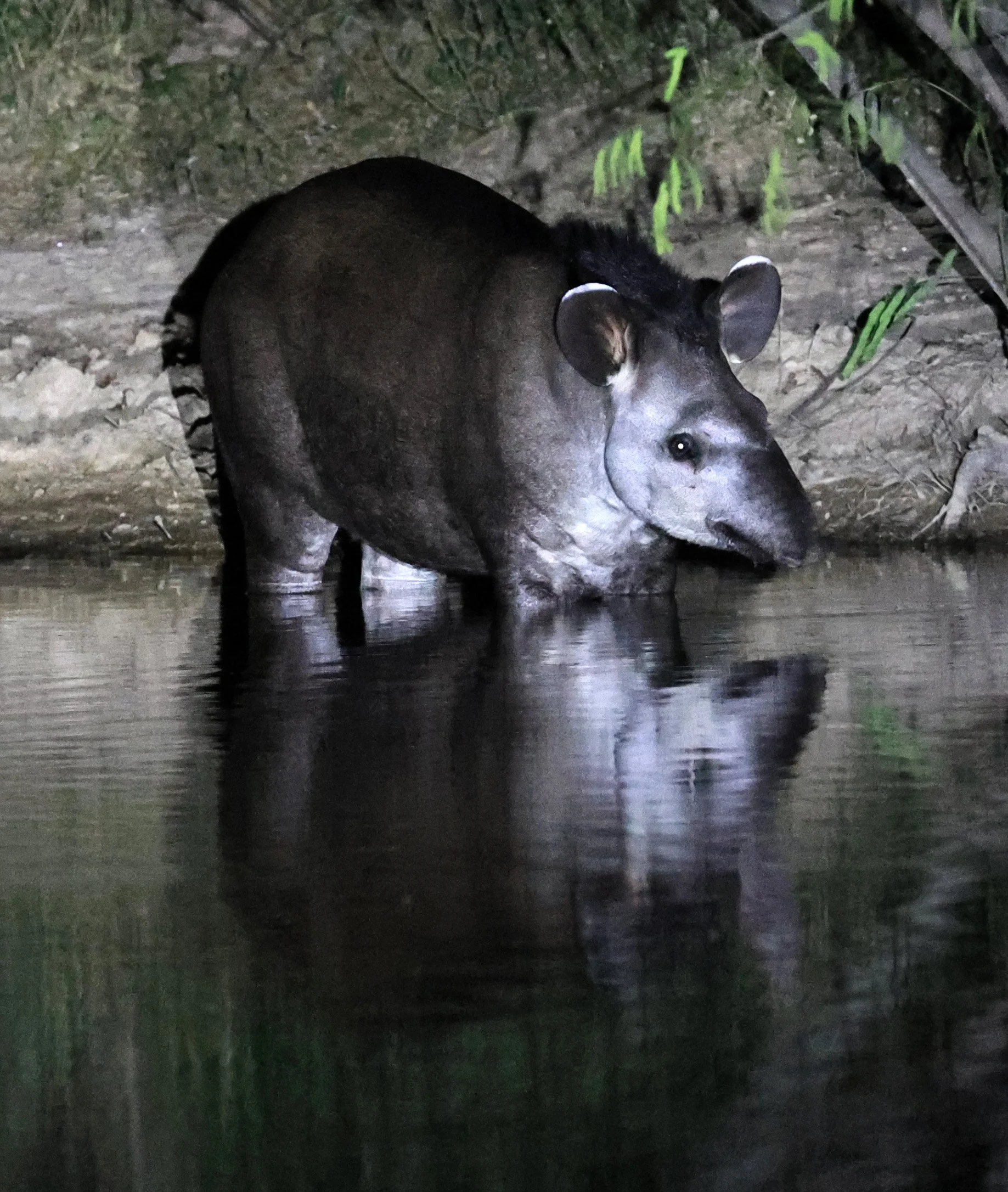 South American Tapir (Tapirus terrestris) Hotel Campestre Iparoma Paraguay  (45).jpg