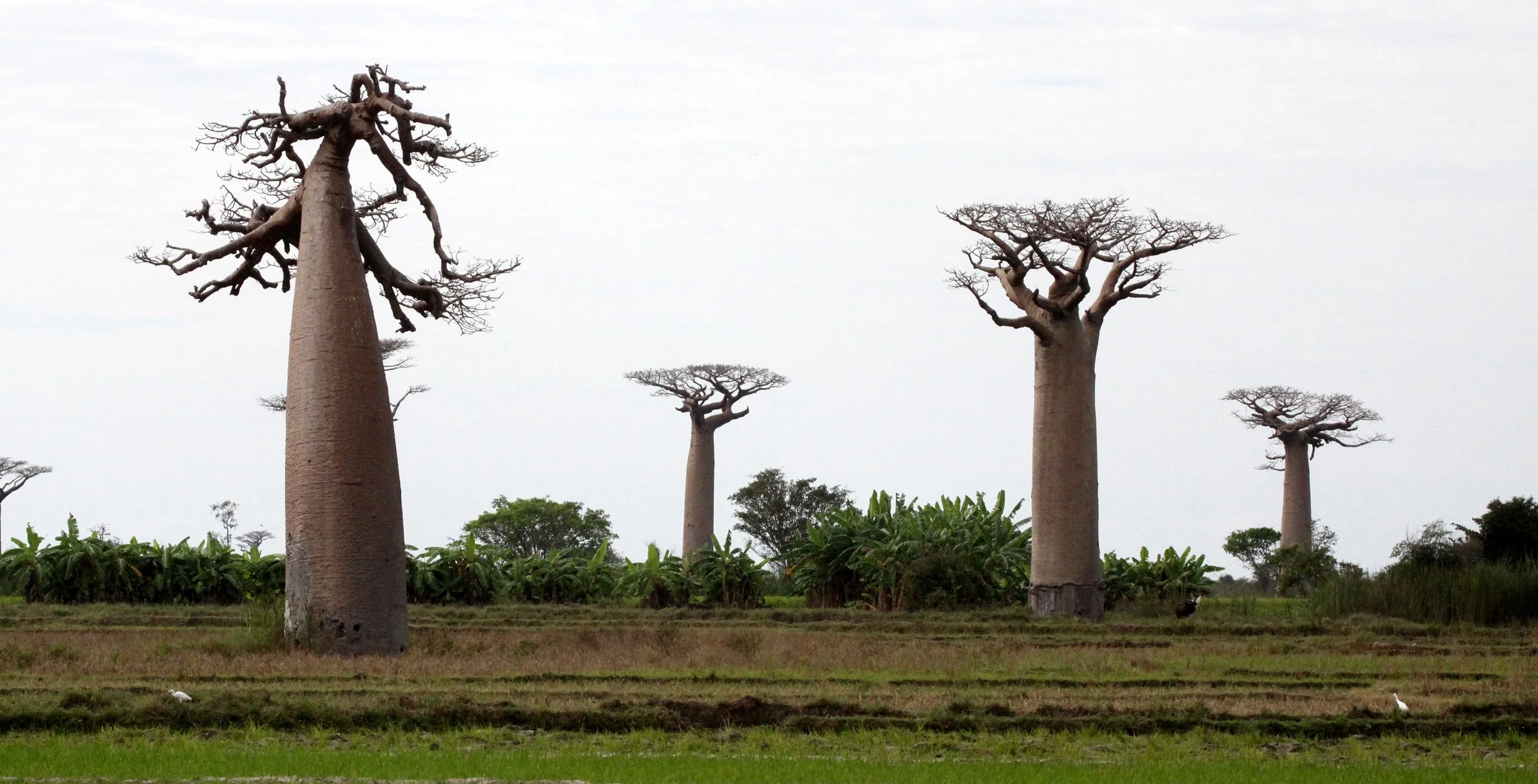 PLANT - BAOBAB - ADANSONIA GRANDIDIERI - AVENUE DU BAOBABS - KIRINDY NATIONAL PARK - MADAGASCAR (32).JPG