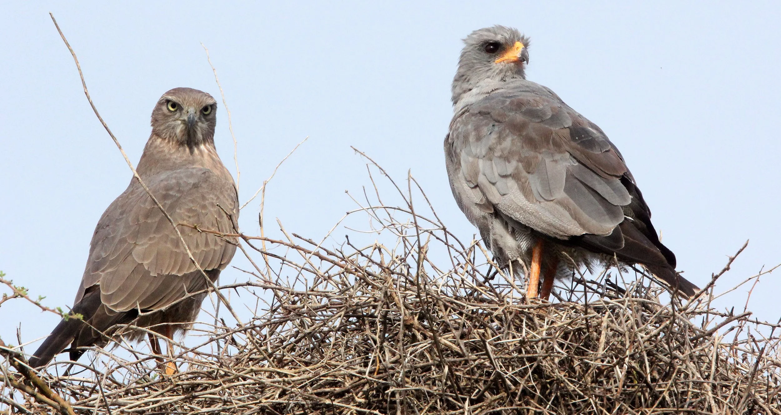 Melierax metabates - DARK CHANTING GOSHAWK - AWASH NATIONALPARK ETHIOPIA (9).JPG
