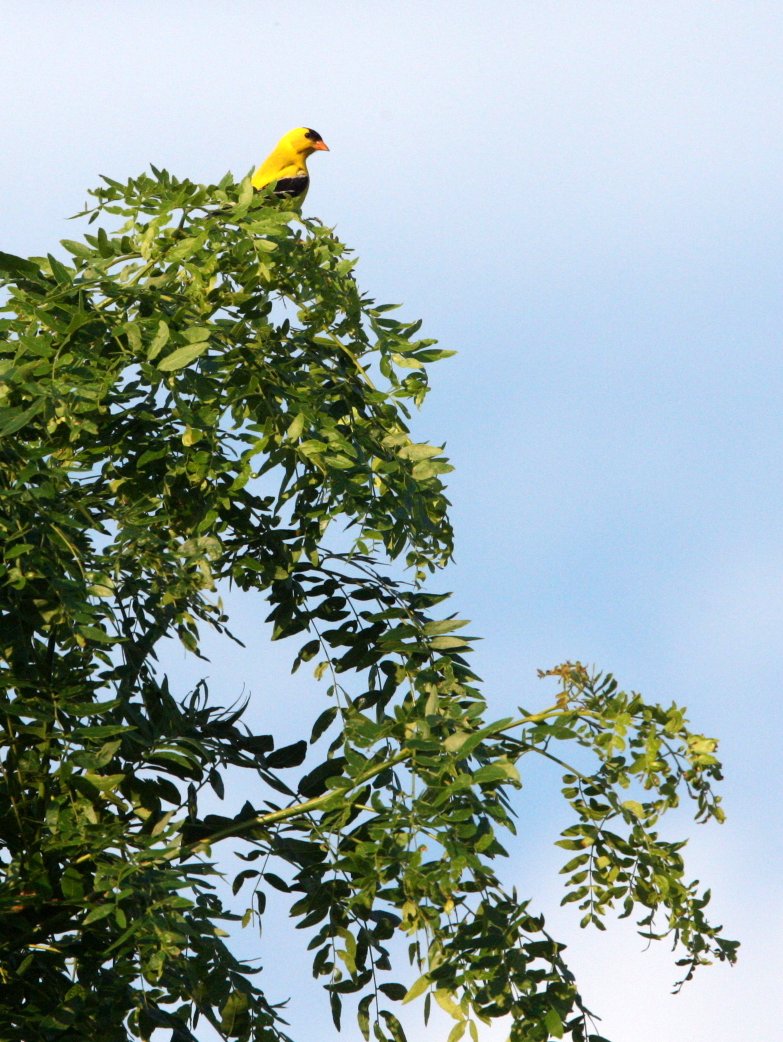 American Goldfinch (Spinus tristis) McKee Marsh, Illinois (1).JPG
