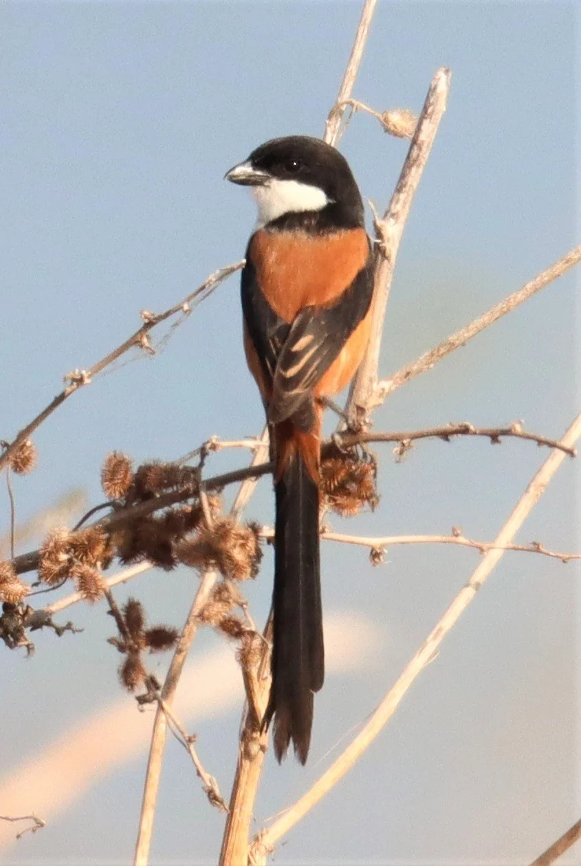 Long-tailed Shrike (Lanius schach) Lumtakong Lake Pak Chong (3).jpg
