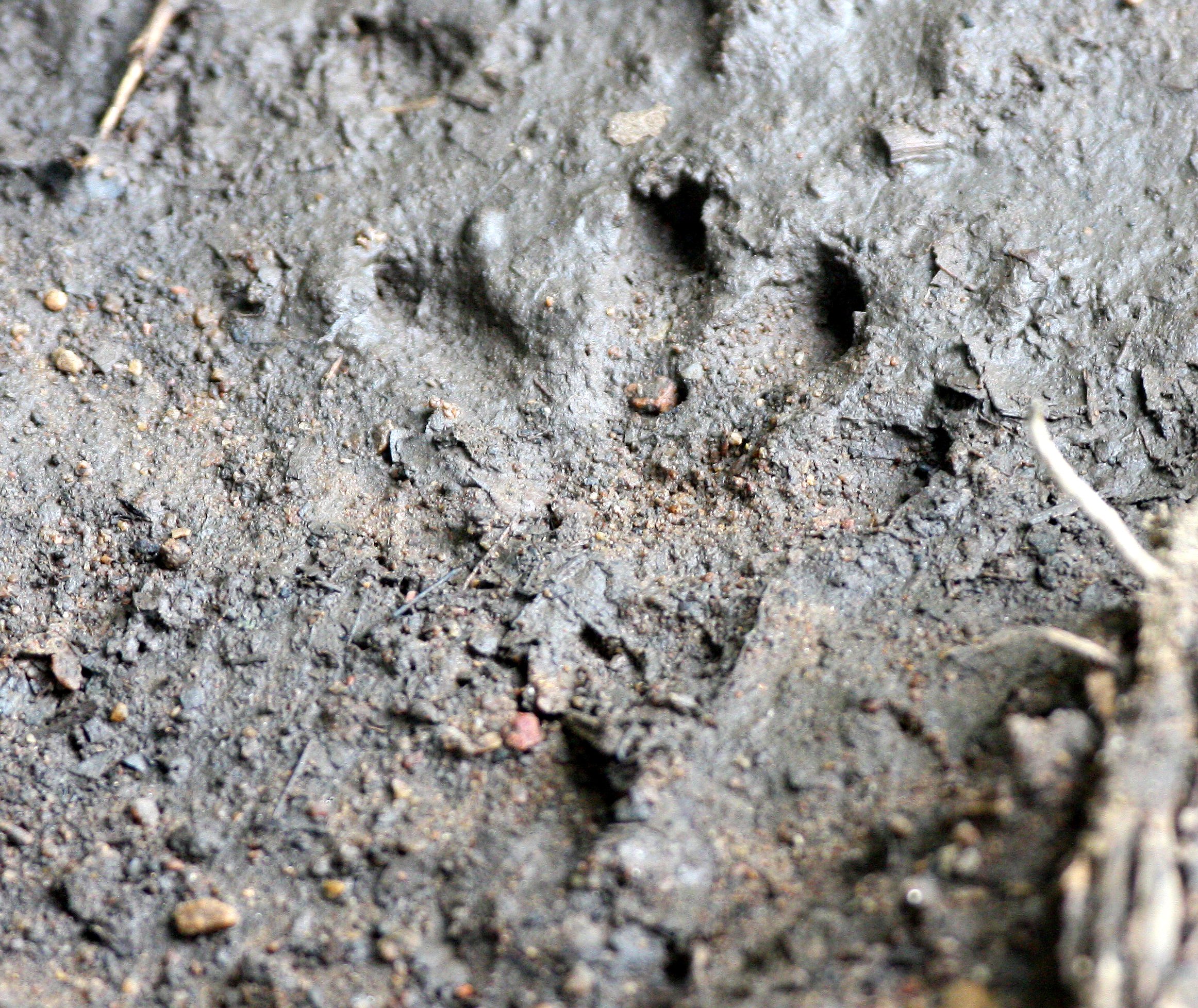 Most likely civet pugmarks in Huai Kha Khaeng