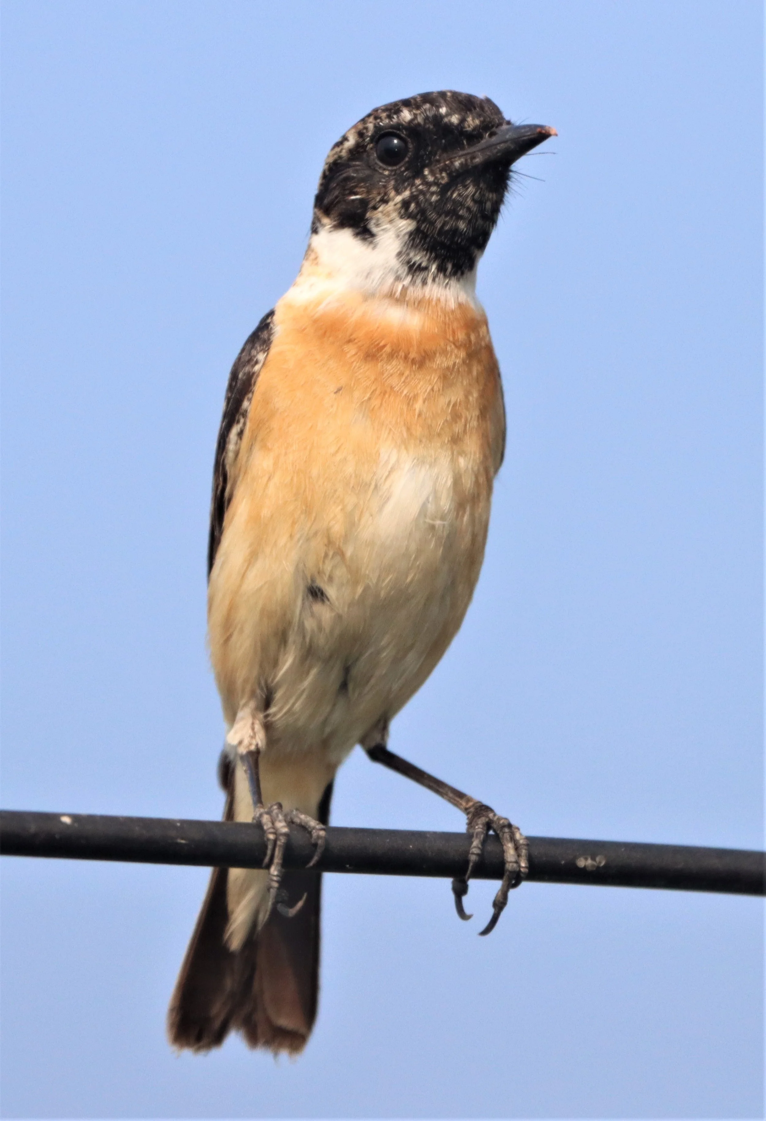 STONECHAT - SIBERIAN STONECHAT - Saxicola maurus - BANG KHAEM WETLANDS NAKHON PATHOM (5).jpg