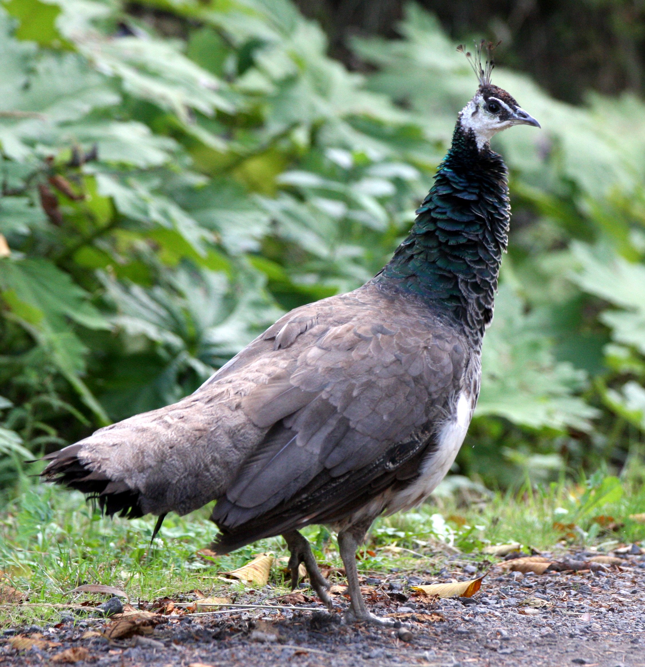 BIRD - PEACOCK - FEMALE - LAKE FARM TRAILS (3).JPG