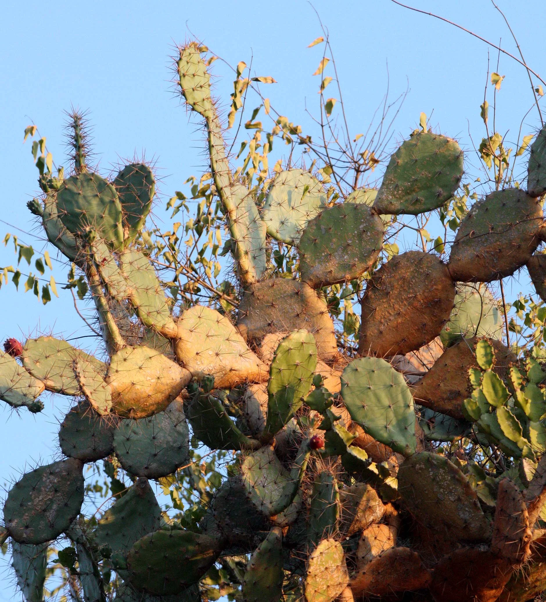 KHAO SAM ROI YOT THAILAND - OPUNTIA VULGARIS  (4).JPG