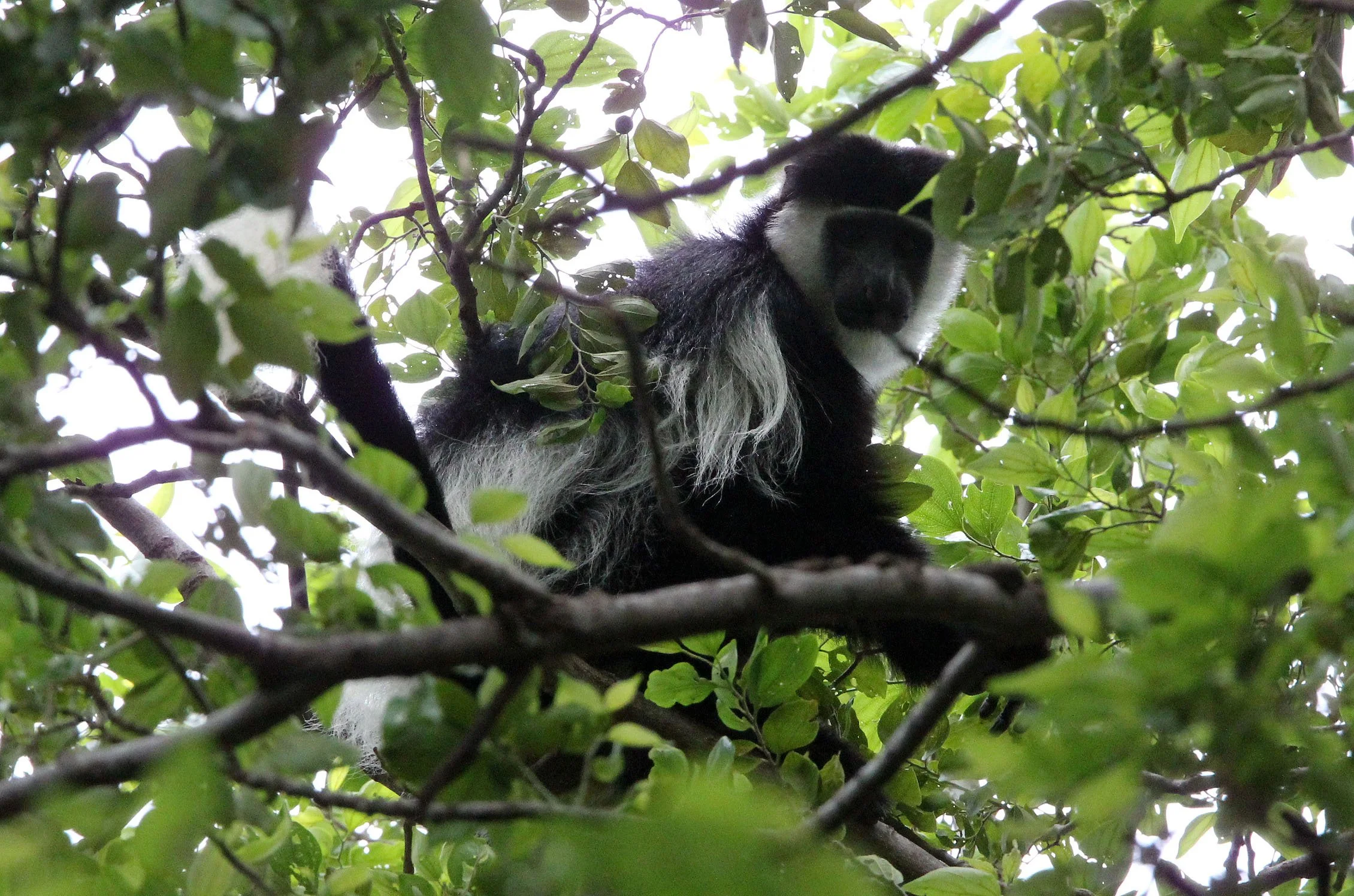 Colobus guereza Guereza Colobus Monkey — Coke Smith Wildlife