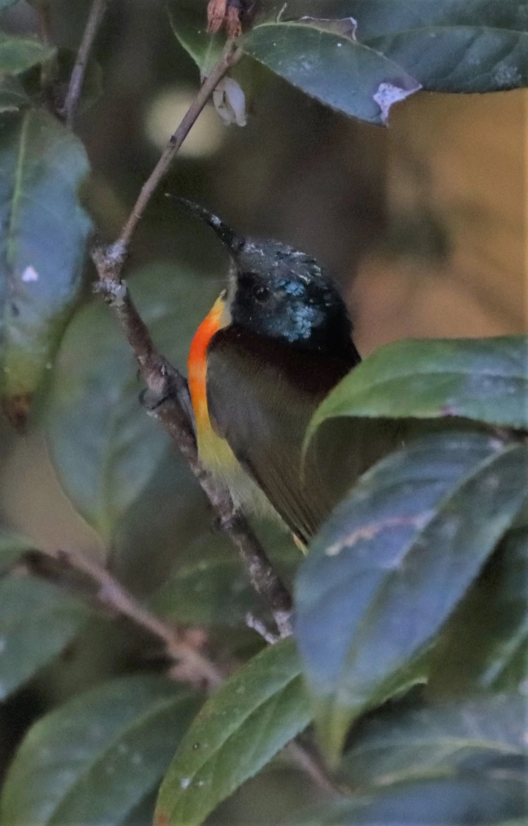 SUNBIRD - DOI INTHANON GREEN-TAILED SUNBIRD - Aethopyga nipalensis angkanensis - DOI INTHANON SUMMIT (4).jpg