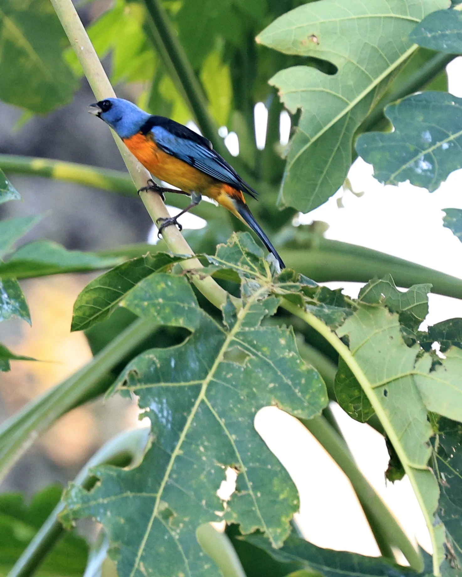 Blue-and-yellow Tanager (Thraupis bonariensis) Estancia Campo'i Paraguay (10).jpg