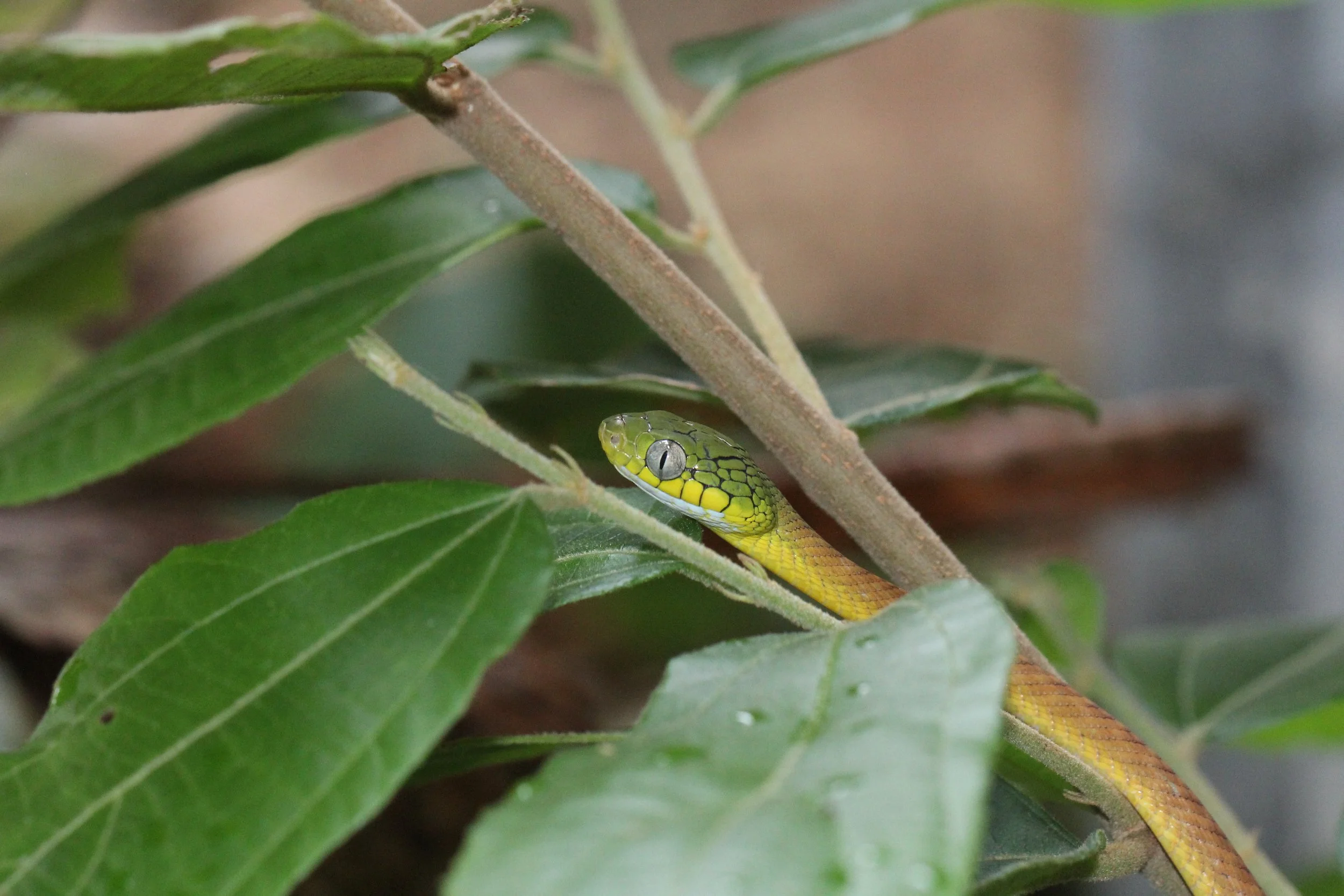 Boiga cyanea - GREEN CAT SNAKE - KOH LANTA THAILAND (147).JPG