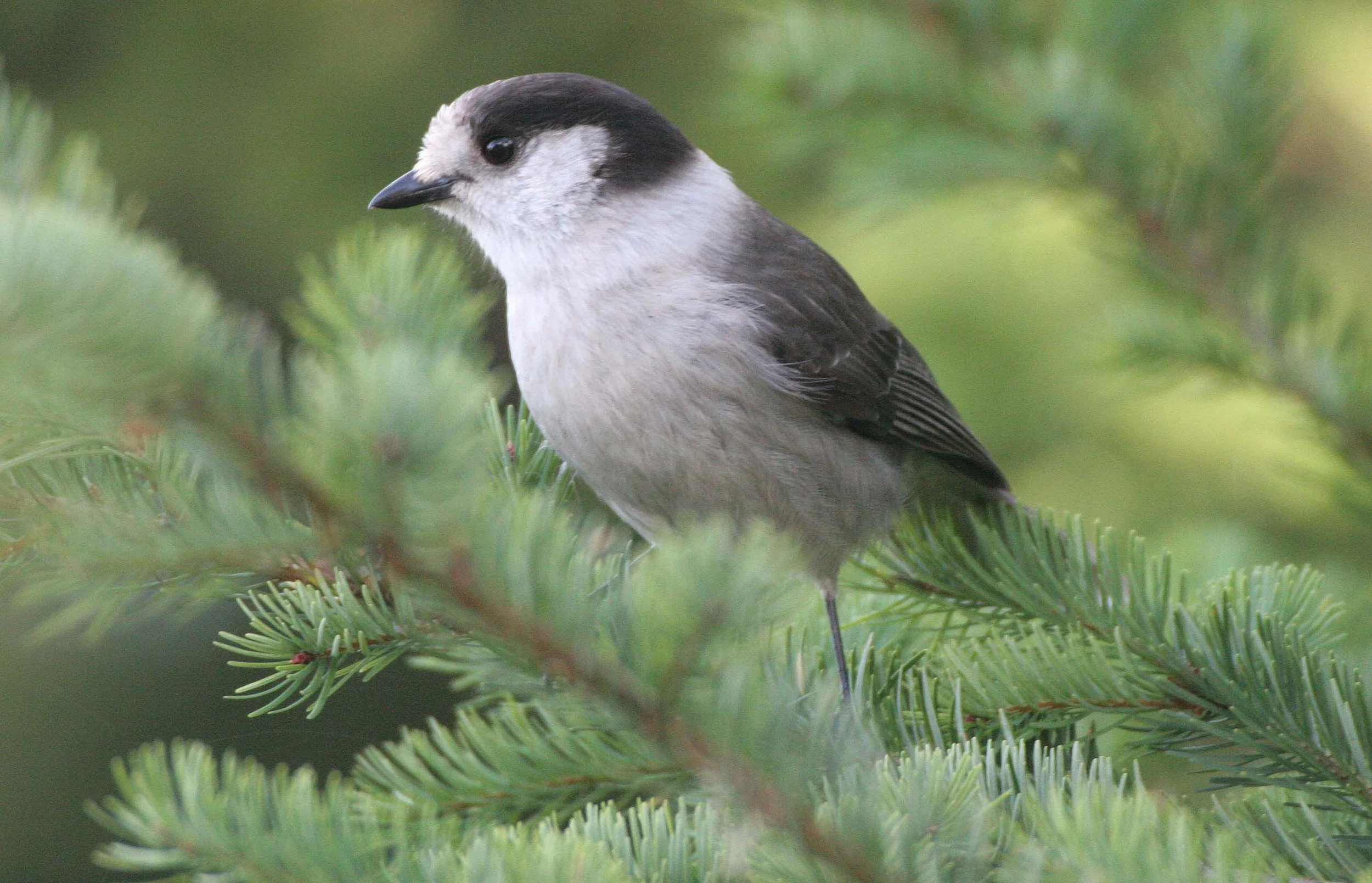 BIRD - JAY - GRAY JAY - MORSE CREEK CANYON OVERLOOK (5).jpg