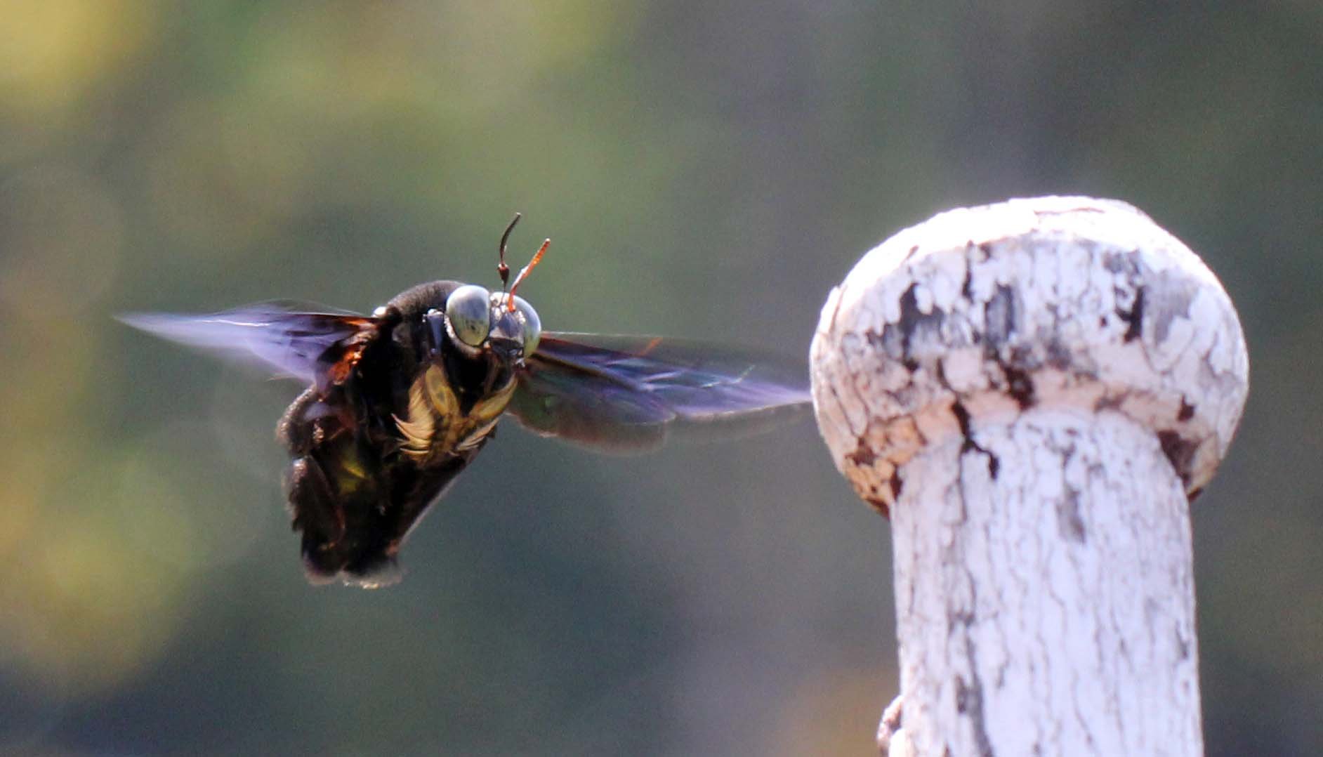 Apidae - CARPENTER BEE - KHAO SOK NATIONAL PARK (5).JPG