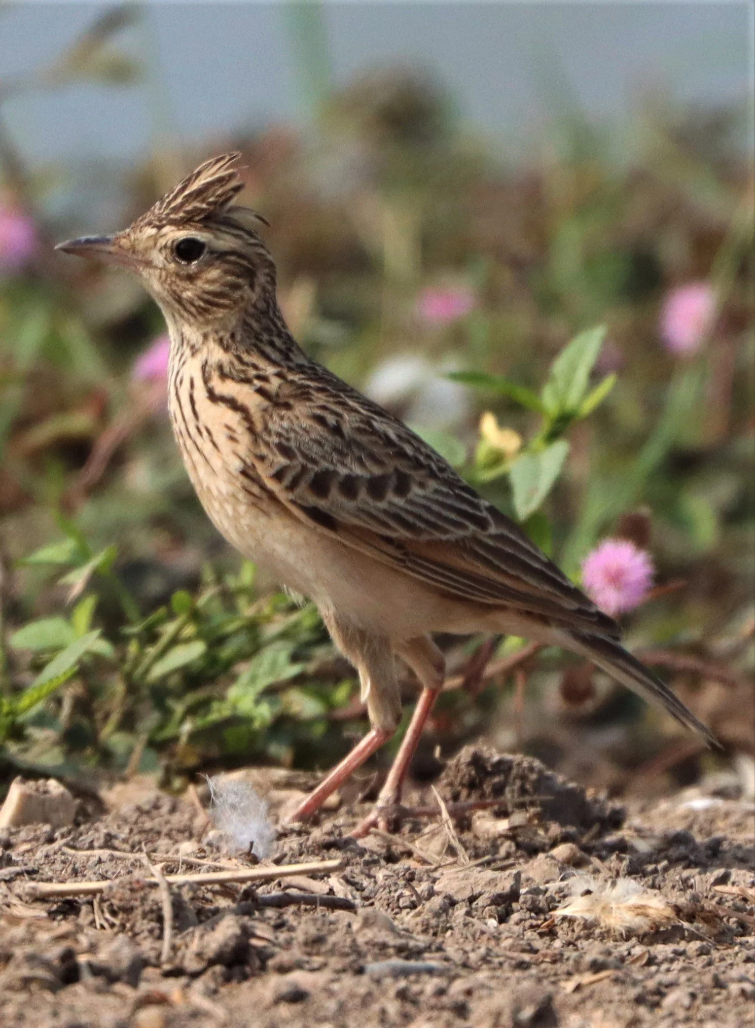 Oriental Skylark (Alauda gulgula) Bang Khaem Wetlands Nakhon Pathom (10).jpg