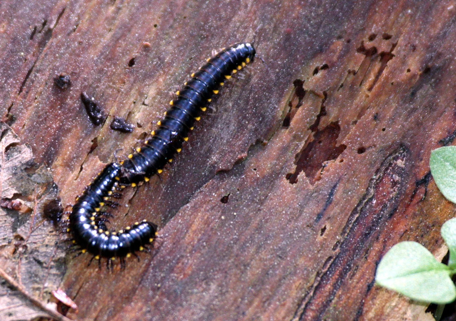 DIPLOPODA - MILLIPEDE - YELLOW-SPOTTED MILLIPEDE - HARPAPHE HEYDENIANA - HEART OF THE FOREST TRAIL - ONP (3).JPG
