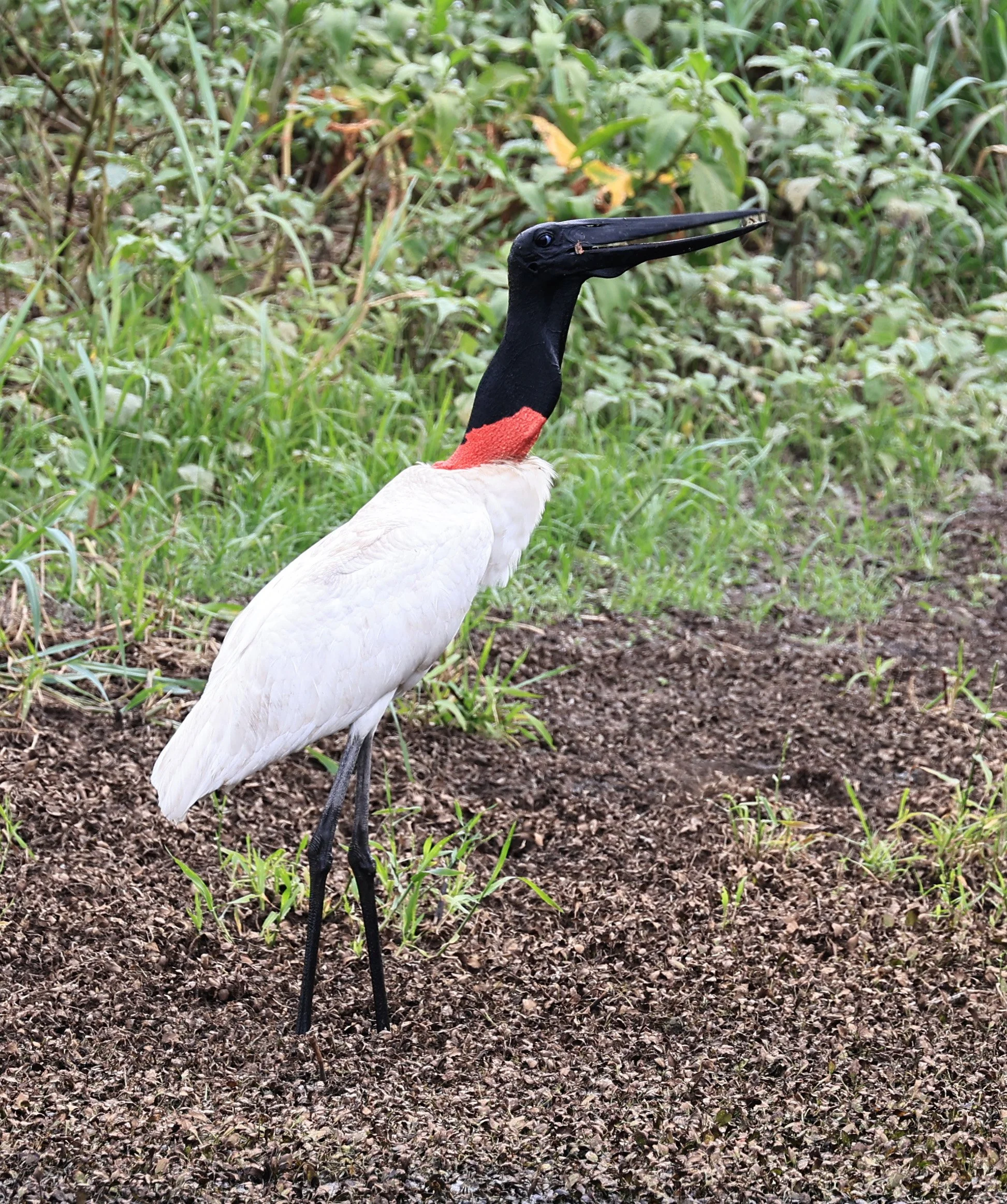 Jabiru (Jabiru mycteria) Agua Dulce Paraguay (27).jpg