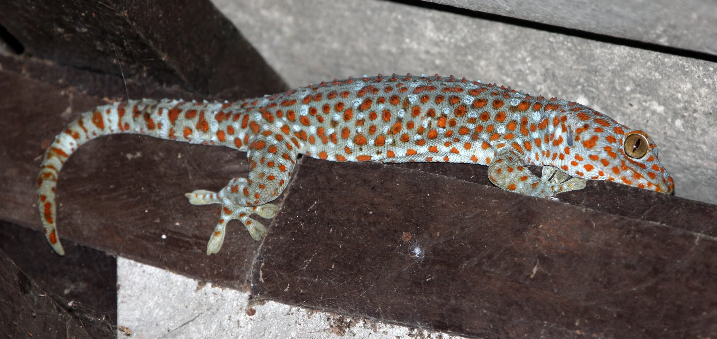 2016 Koh Lanta TheOtherSideVillas - Nature at our Home (131).JPG