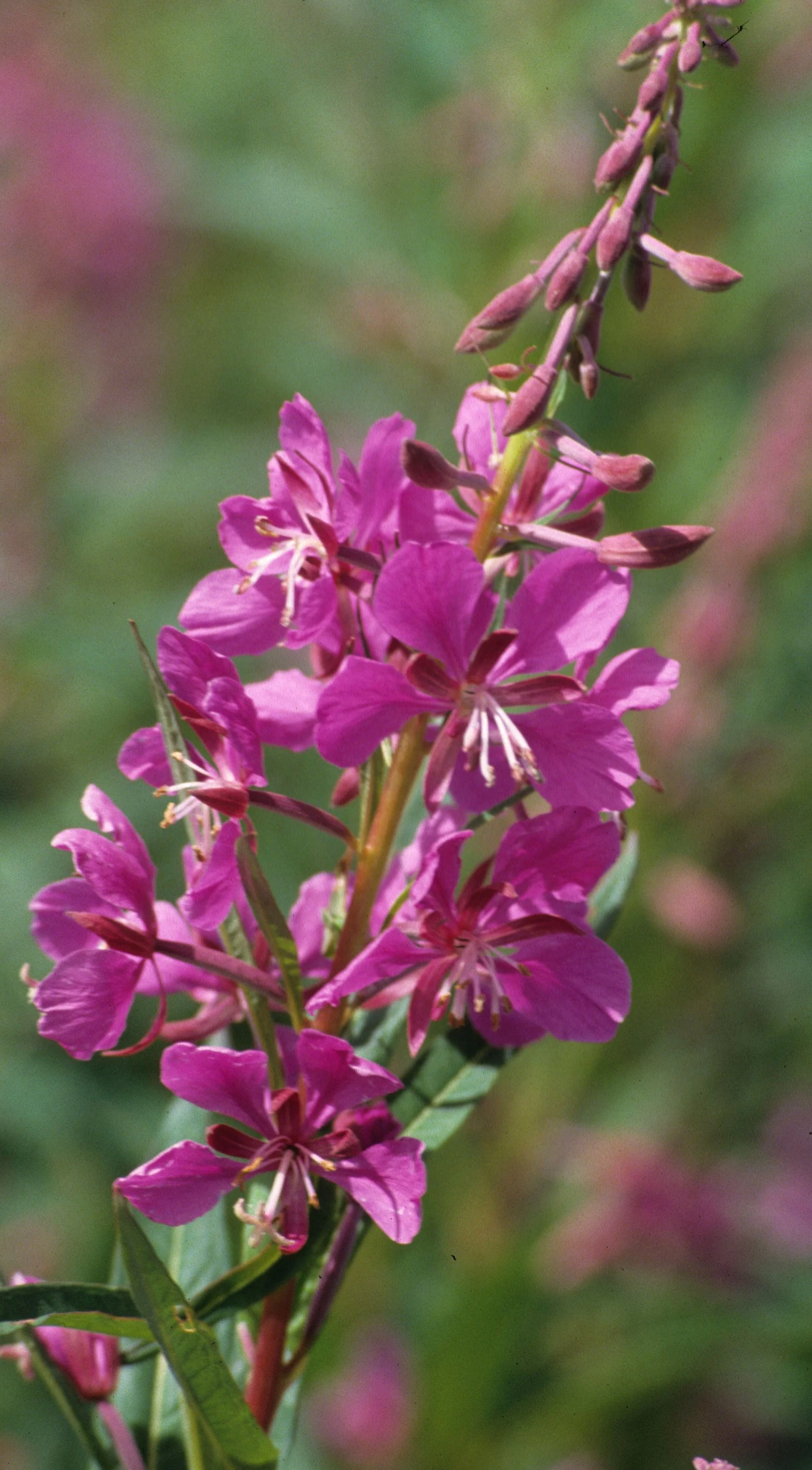 ALASKA - EPILOBIUM AUGUSTIFOLIUM - FIREWEED.jpg
