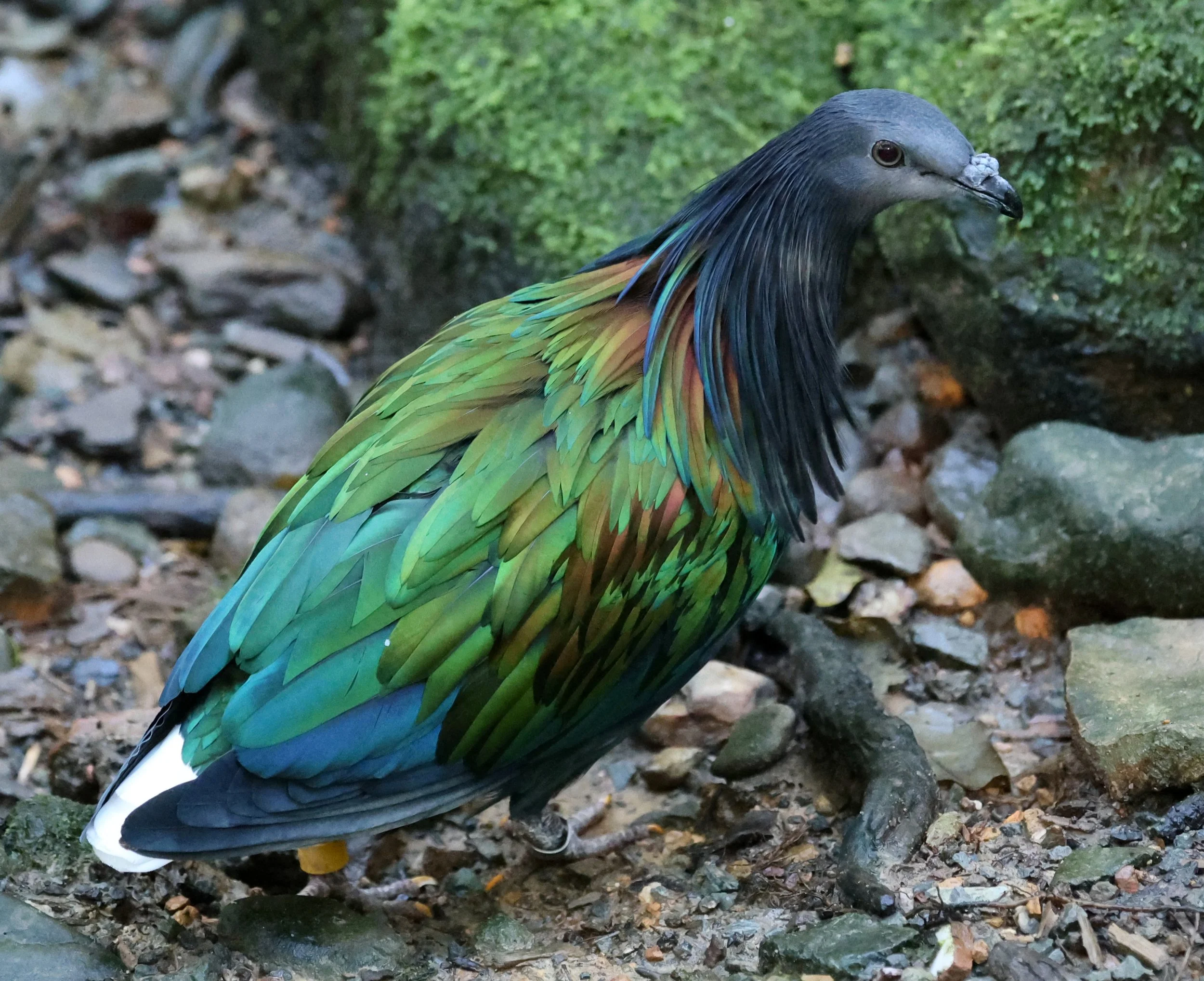 Nicobar Pigeon (Caloenas nicobarica) Lone Pine Wildlife Sanctuary Brisbane - Queensland (10).jpg