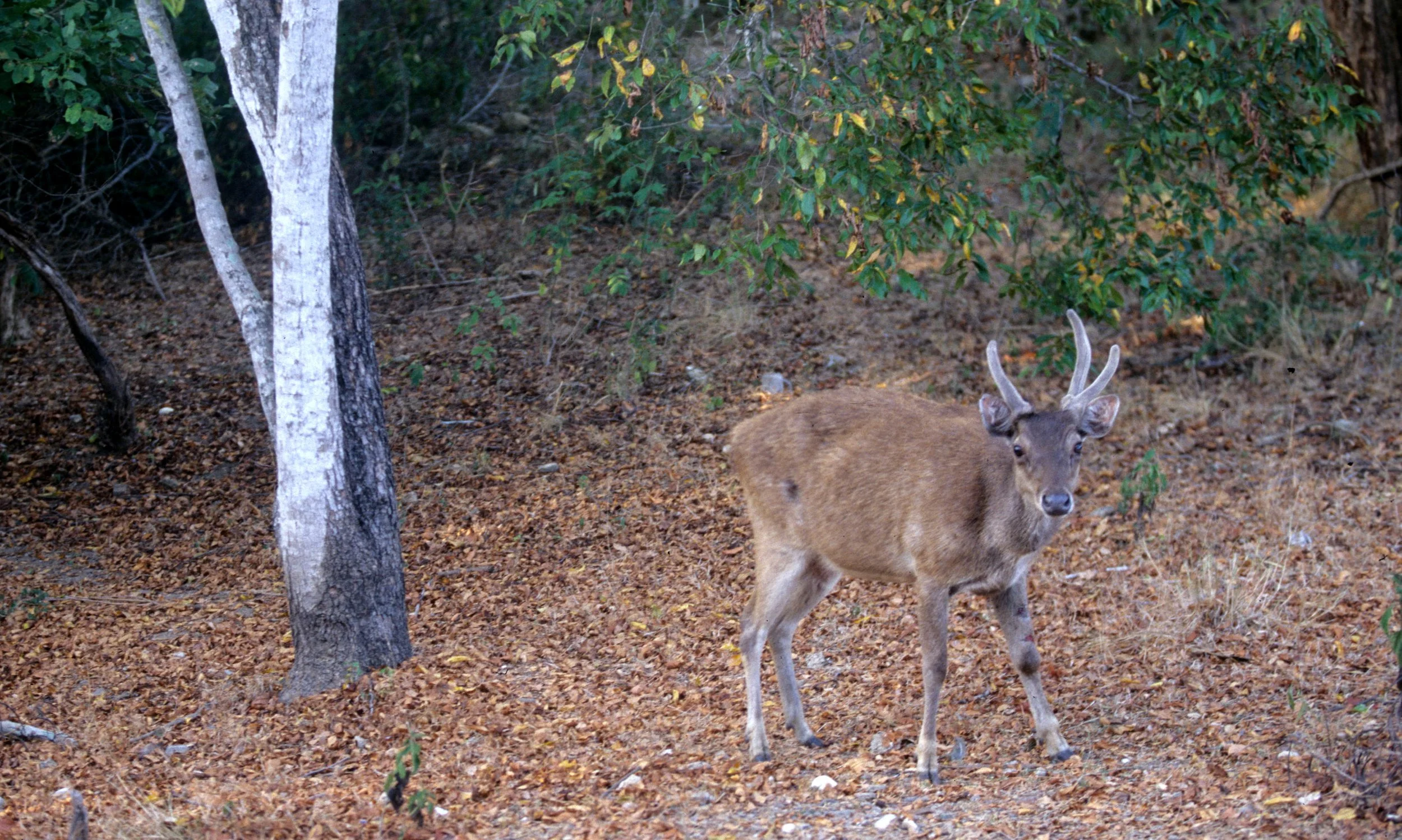 CERVID - DEER - TIMOR DEER - KOMODO ISLAND A.jpg