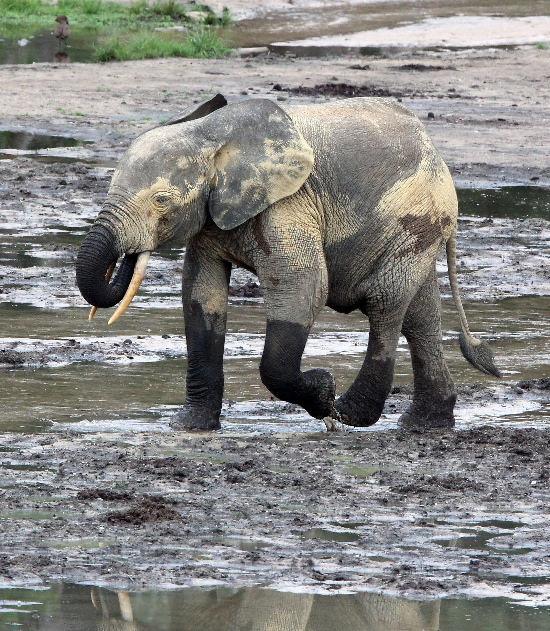 ELEPHANT - FOREST ELEPHANT - DZANGA BAI - DZANGA NDOKI NP CENTRAL AFRICAN REPUBLIC (179).JPG