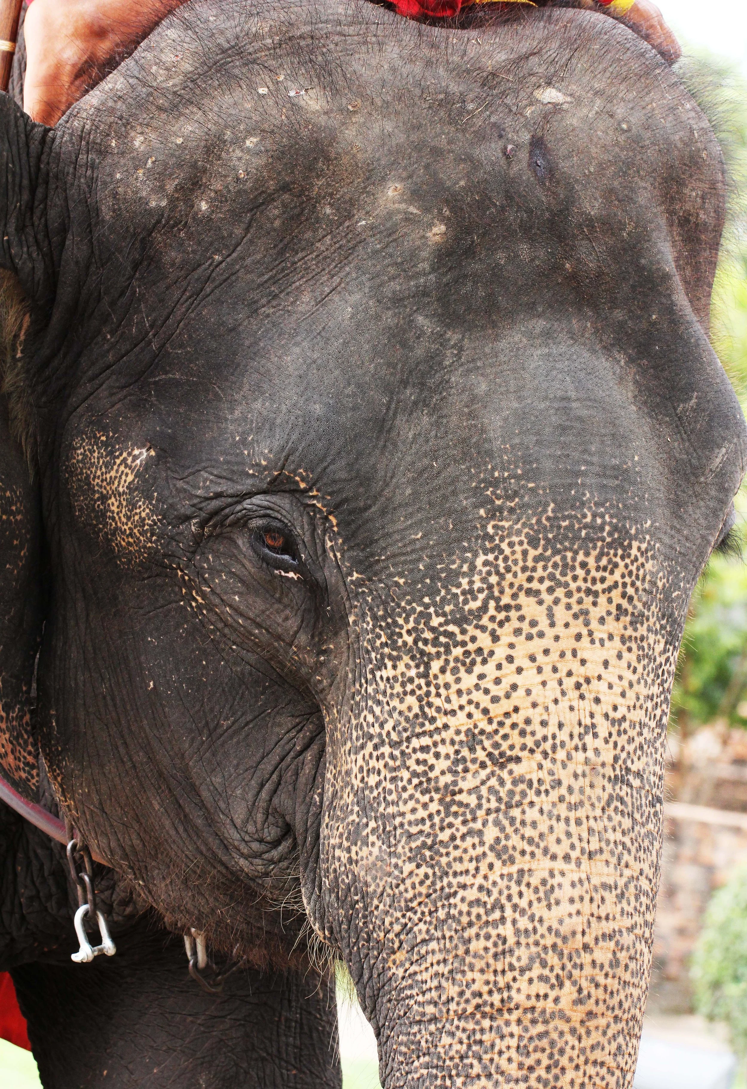 2013 Ayutthaya ISB Passion Day (22).JPG
