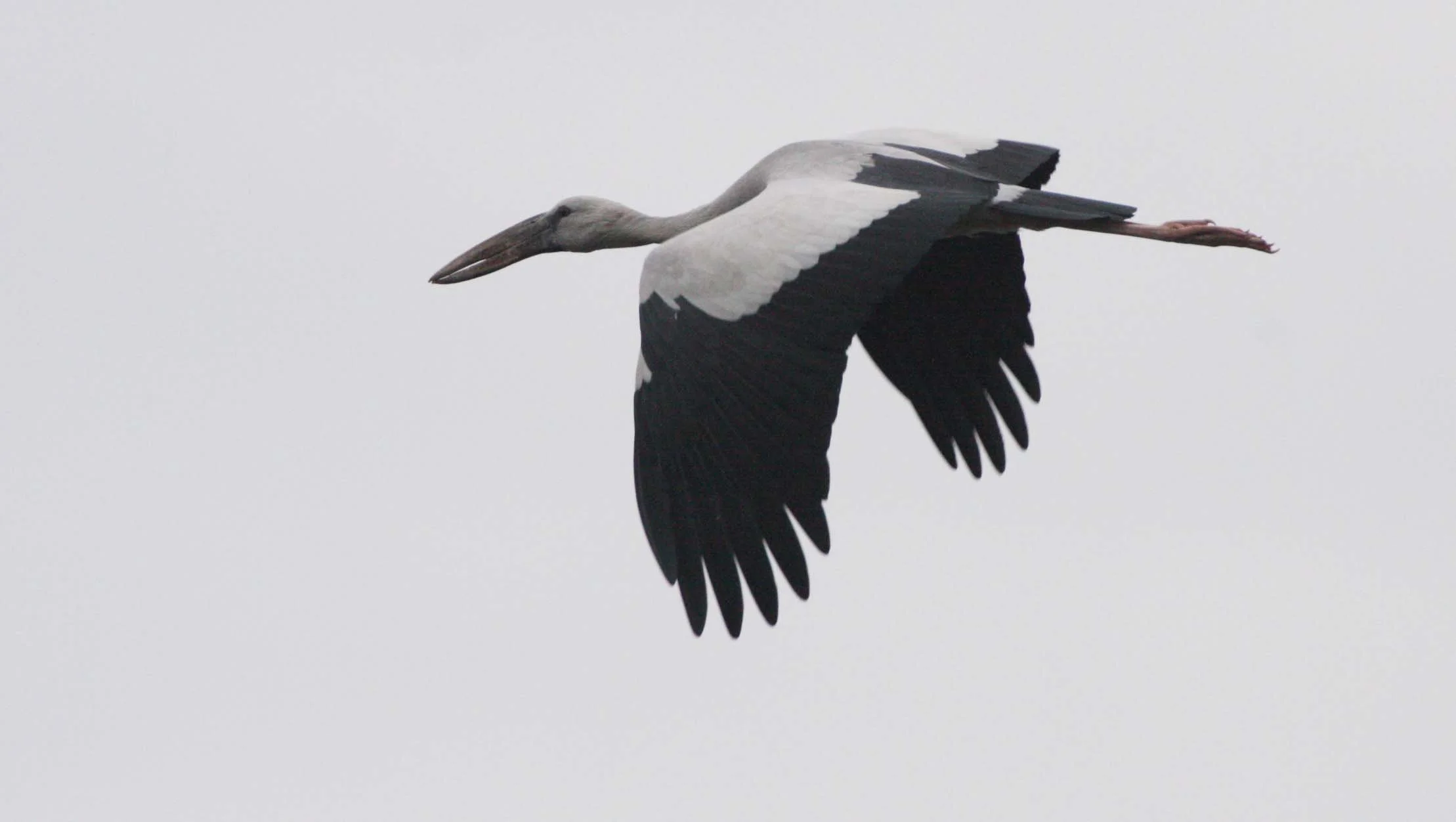 STORK - ASIAN OPENBILL - Anastomus oscitans - BUENG BORAPHET THAILAND (8).JPG