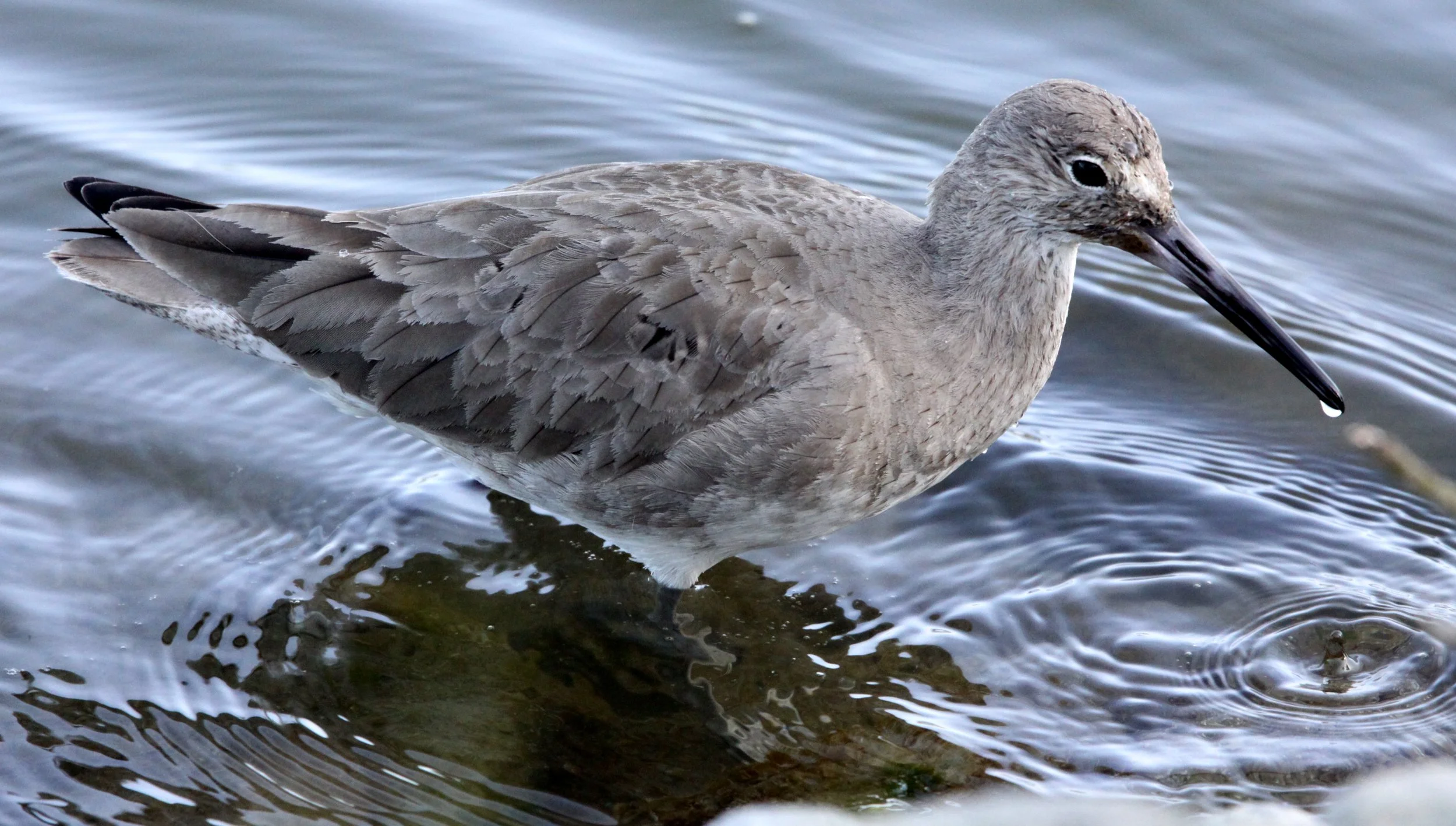 BIRD - WILLET - ARCATA MARSH CALIFORNIA (14).JPG