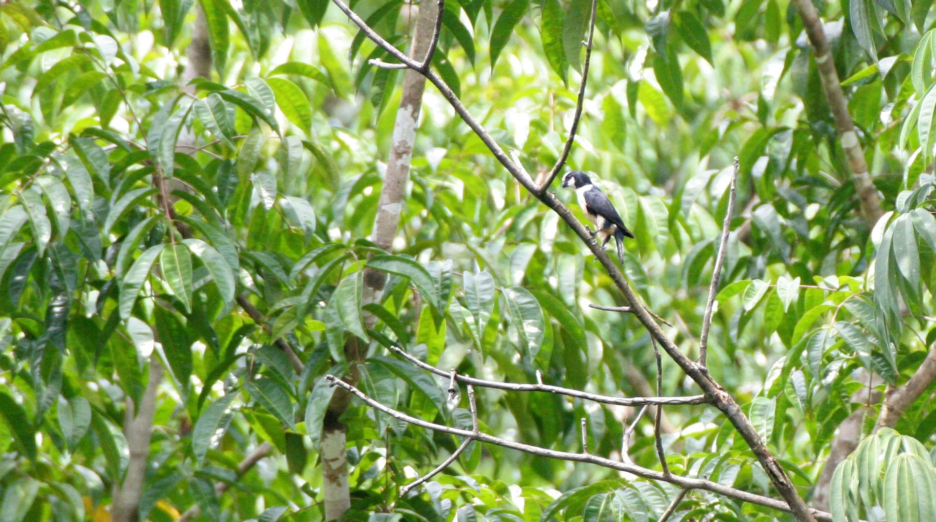Microhierax latifrons - WHITE-FRONTED FALCONET - DANUM VALLEY BORNEO  (2).JPG